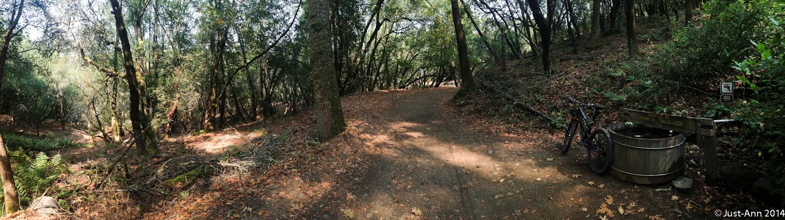 A panoramic view of a forest trail surrounded by trees and fallen leaves. On the right side, there is a bicycle parked next to a wooden barrel, which is part of a trail marker. The path curves gently into the distance, with greenery and sunlight peeking through the canopy. Annadel State Park mountain bike trail.