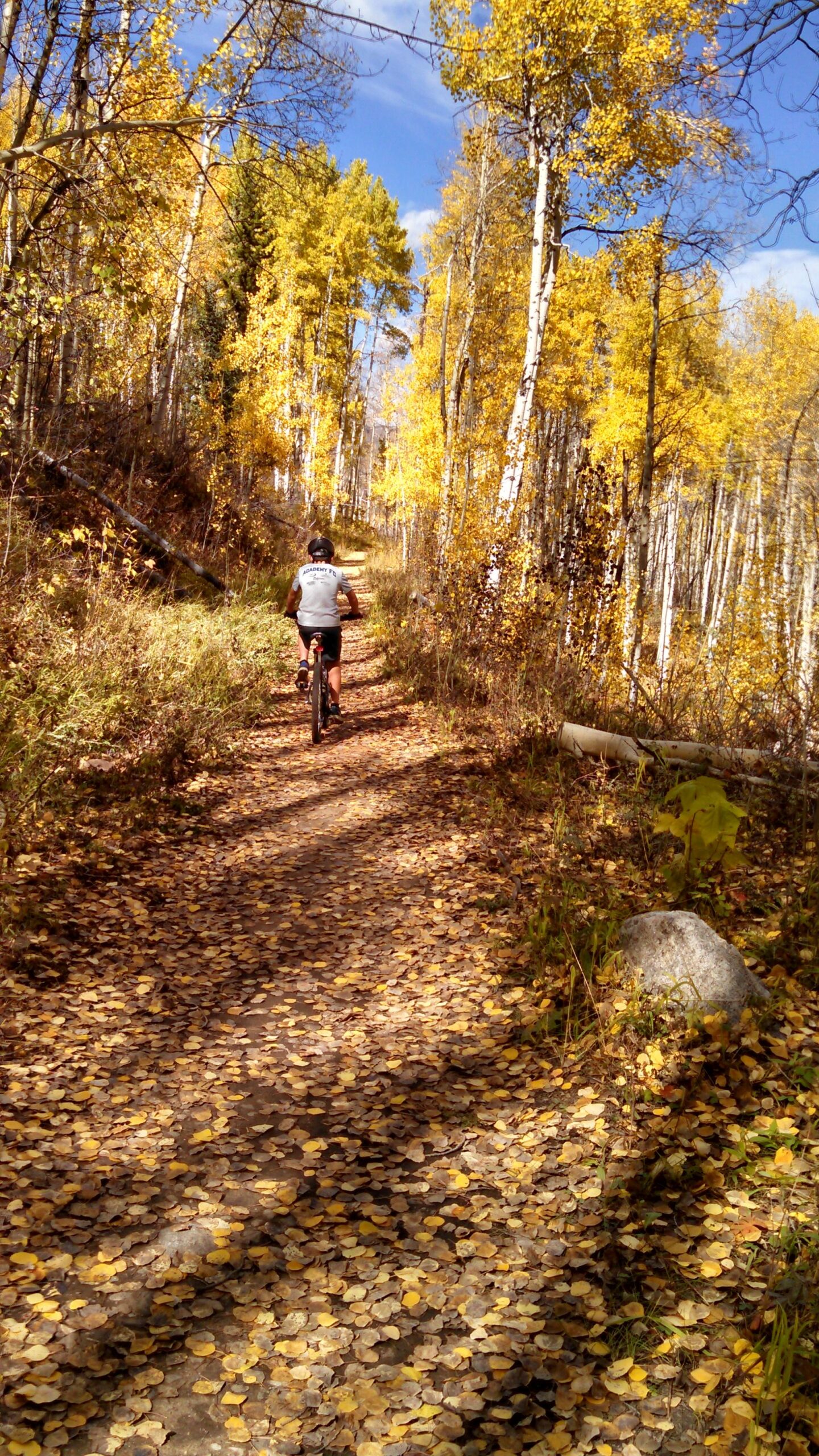 A cyclist riding on a dirt trail surrounded by vibrant autumn foliage, with a carpet of yellow and brown leaves covering the ground. The path winds through a forest of aspen trees under a blue sky. Beaver Creek Ski Resort mountain bike trail.