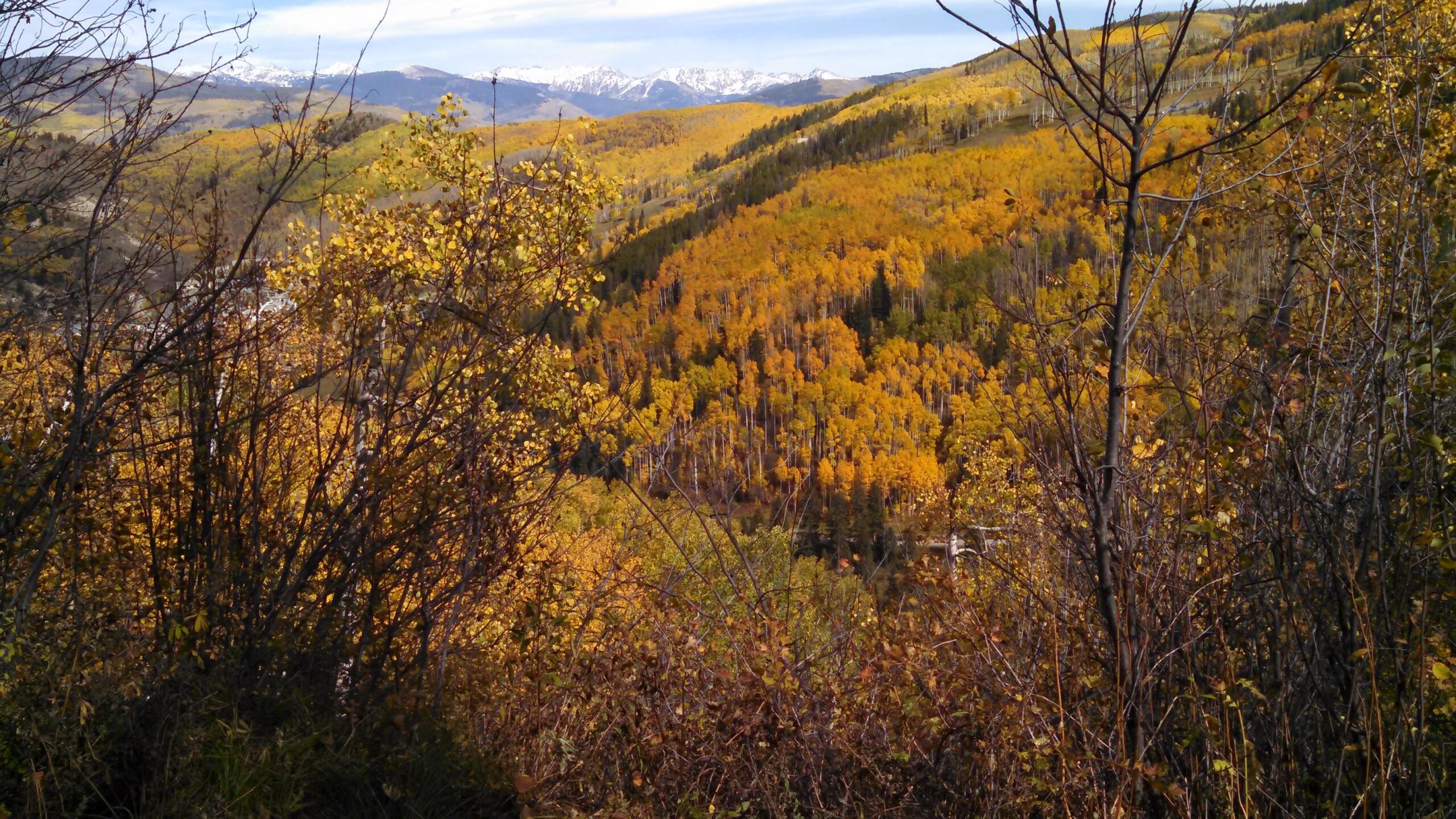 A scenic view of a mountainous landscape during autumn, featuring vibrant orange and yellow foliage in the foreground, with green trees and snowy mountain peaks in the background under a clear blue sky. Beaver Creek Ski Resort mountain bike trail.