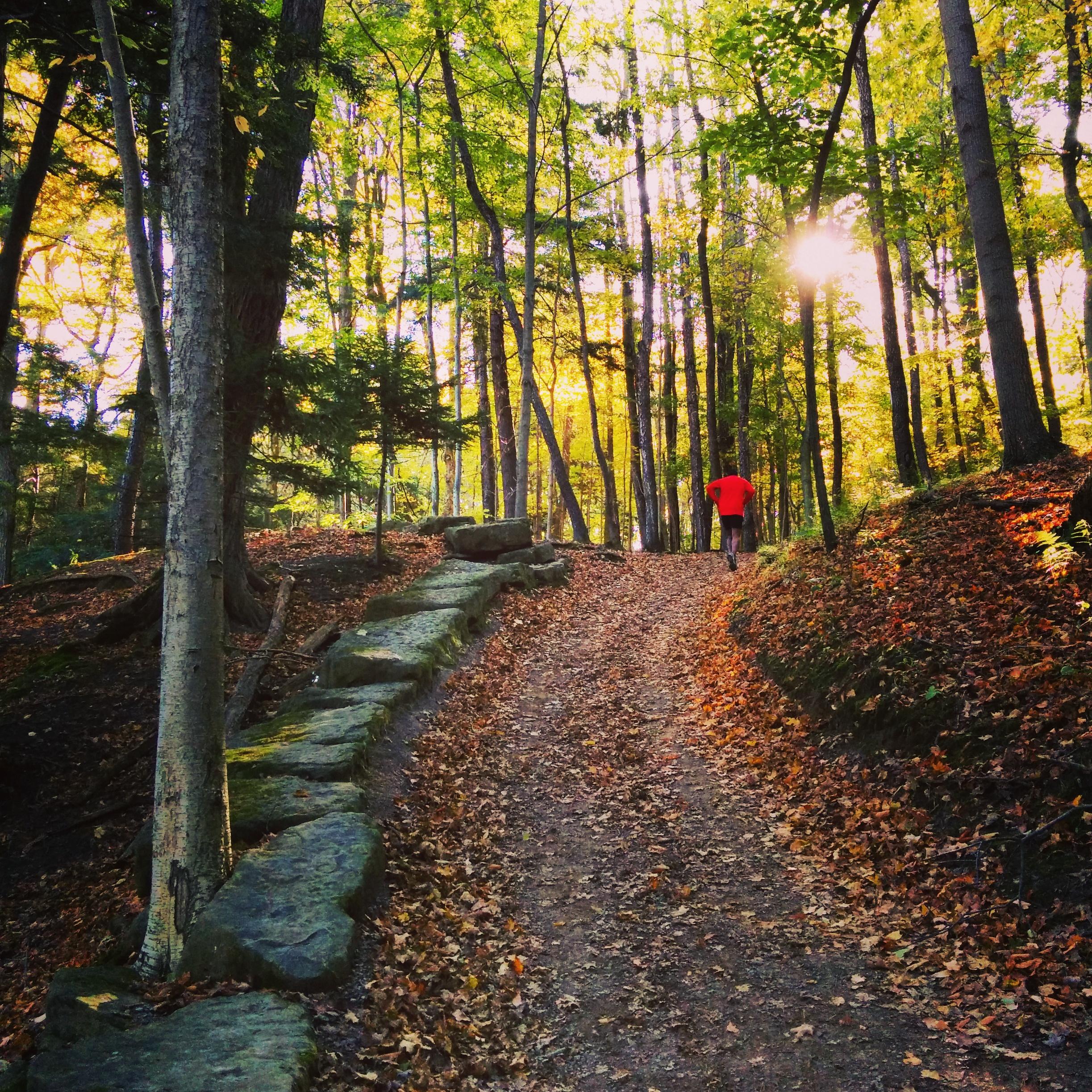 A person wearing a red shirt walks along a winding path through a colorful forest during autumn. Sunlight filters through the trees, illuminating the vibrant yellow and green leaves, while the ground is covered with fallen leaves. Large stones line the edge of the trail, adding to the natural scenery. Dundas Valley mountain bike trail.