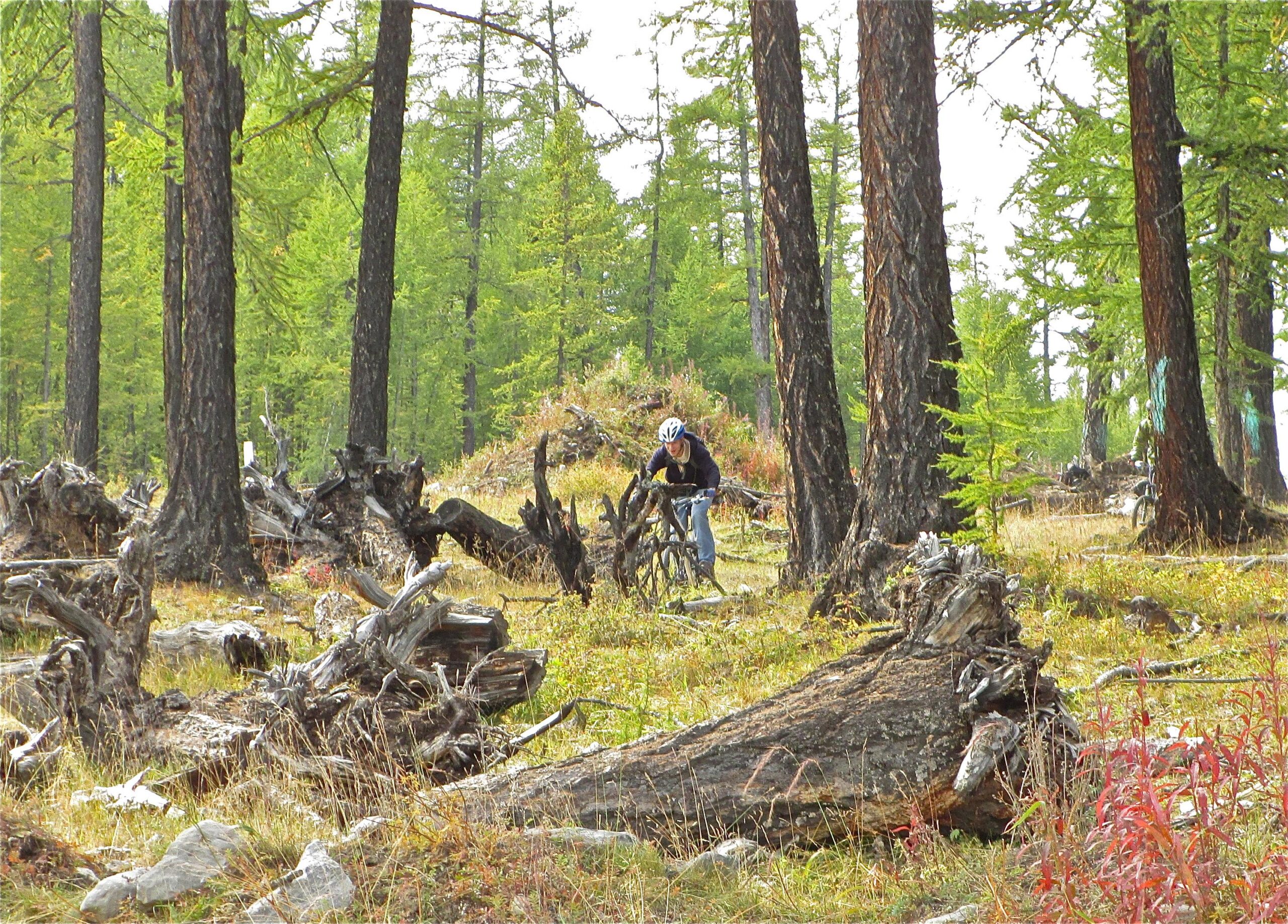 A mountain biker navigates through a forested area with tall trees and scattered fallen logs, surrounded by lush greenery and patches of underbrush in various colors. Sagsagiin Ridge Trails mountain bike trail.