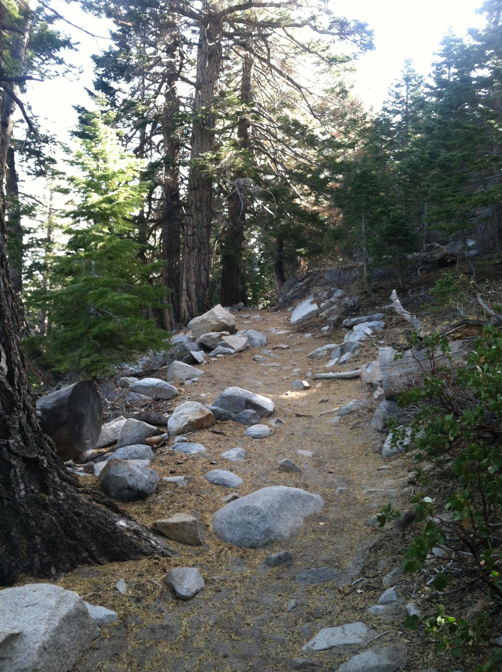 A winding dirt trail surrounded by tall evergreen trees and scattered rocks. Sunlight filters through the branches, illuminating the path which is dotted with fallen leaves and pine needles. Mammoth Rock Trail mountain bike trail.