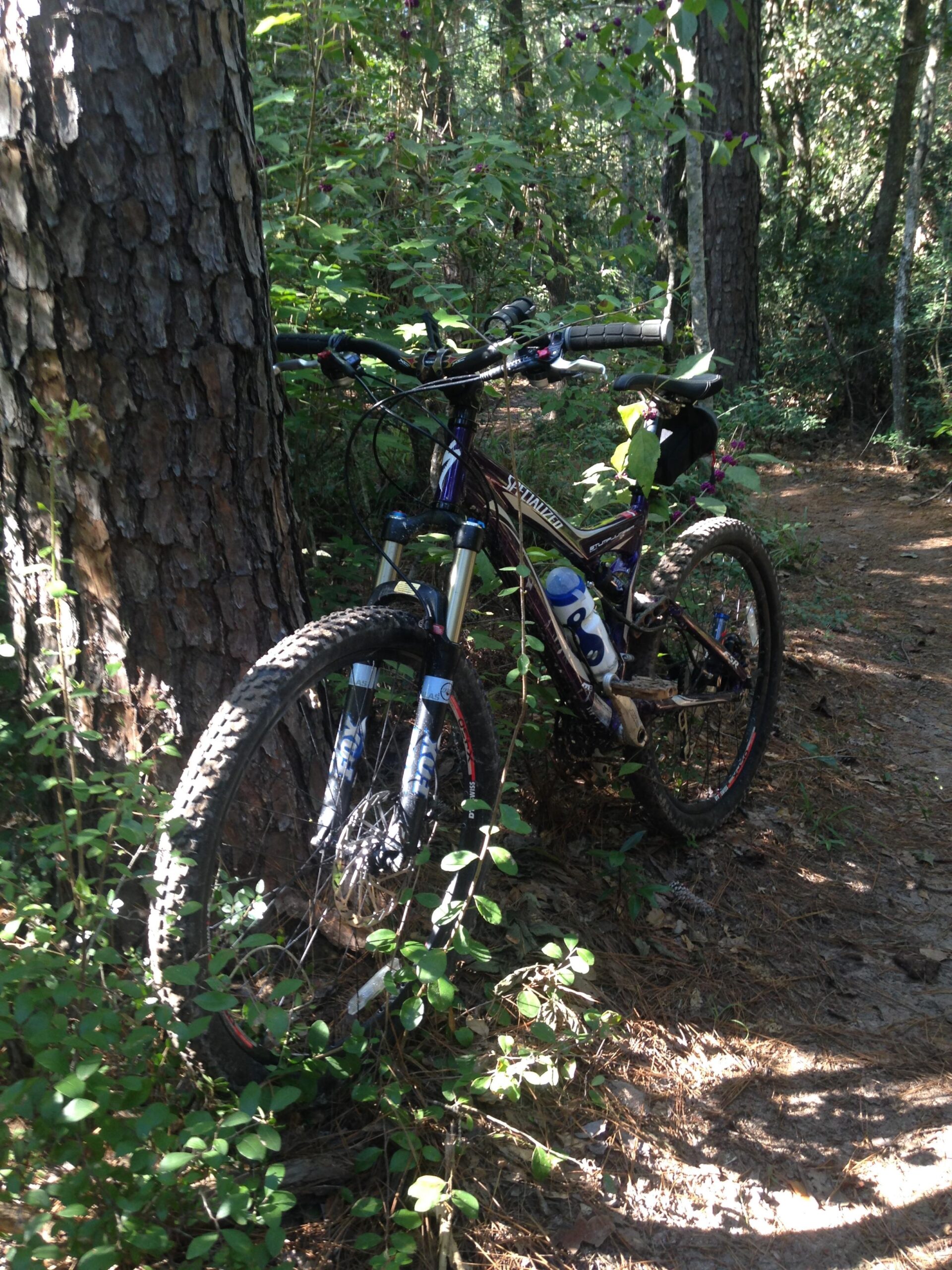 Specialized Stumpjumper FSR Expert: A mountain bike leaning against a tree in a wooded area, surrounded by lush greenery and pine needles on the ground. Sunlight filters through the trees, creating dappled shadows on the trail.