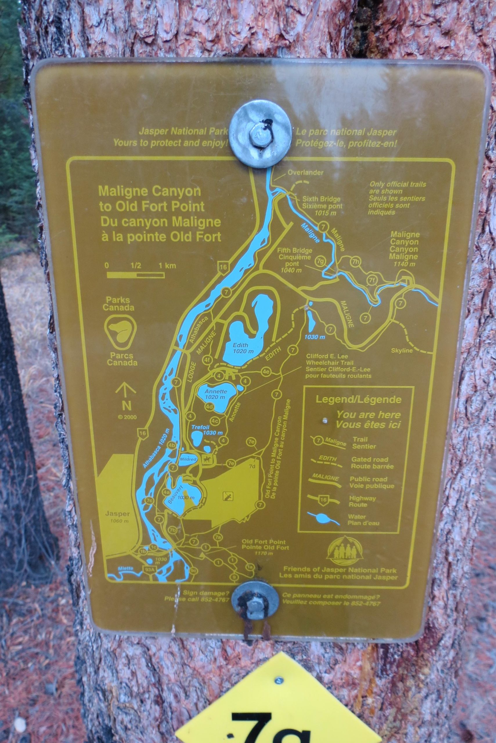 A detailed map sign for Maligne Canyon to Old Fort Point, featuring trails, water bodies, and elevation information, positioned on a tree in Jasper National Park. The sign includes bilingual text in English and French, indicating trail routes and points of interest, with a prominent "You are here" marker. Trail 7 / 7H (Teahouse) mountain bike trail.