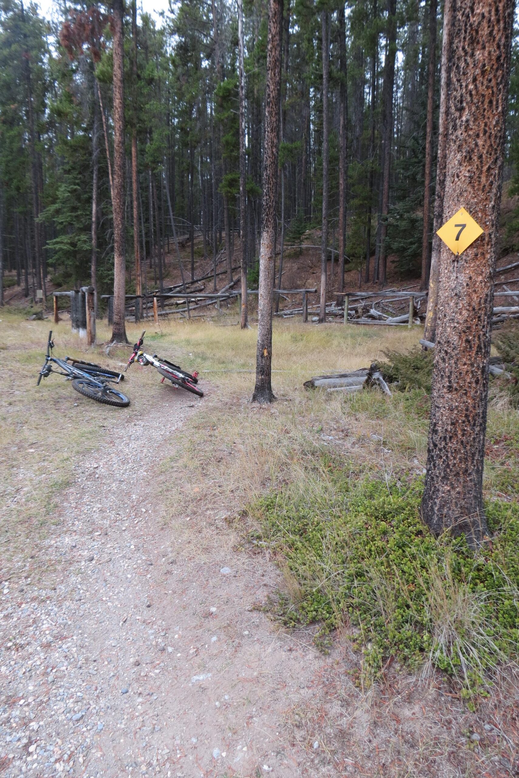 Two bicycles rest on a dirt trail surrounded by a forest of pine trees. A yellow trail marker labeled "7" is visible on a nearby tree. The ground is covered with gravel and patches of grass, indicating a natural outdoor setting. Trail 7 / 7H (Teahouse) mountain bike trail.