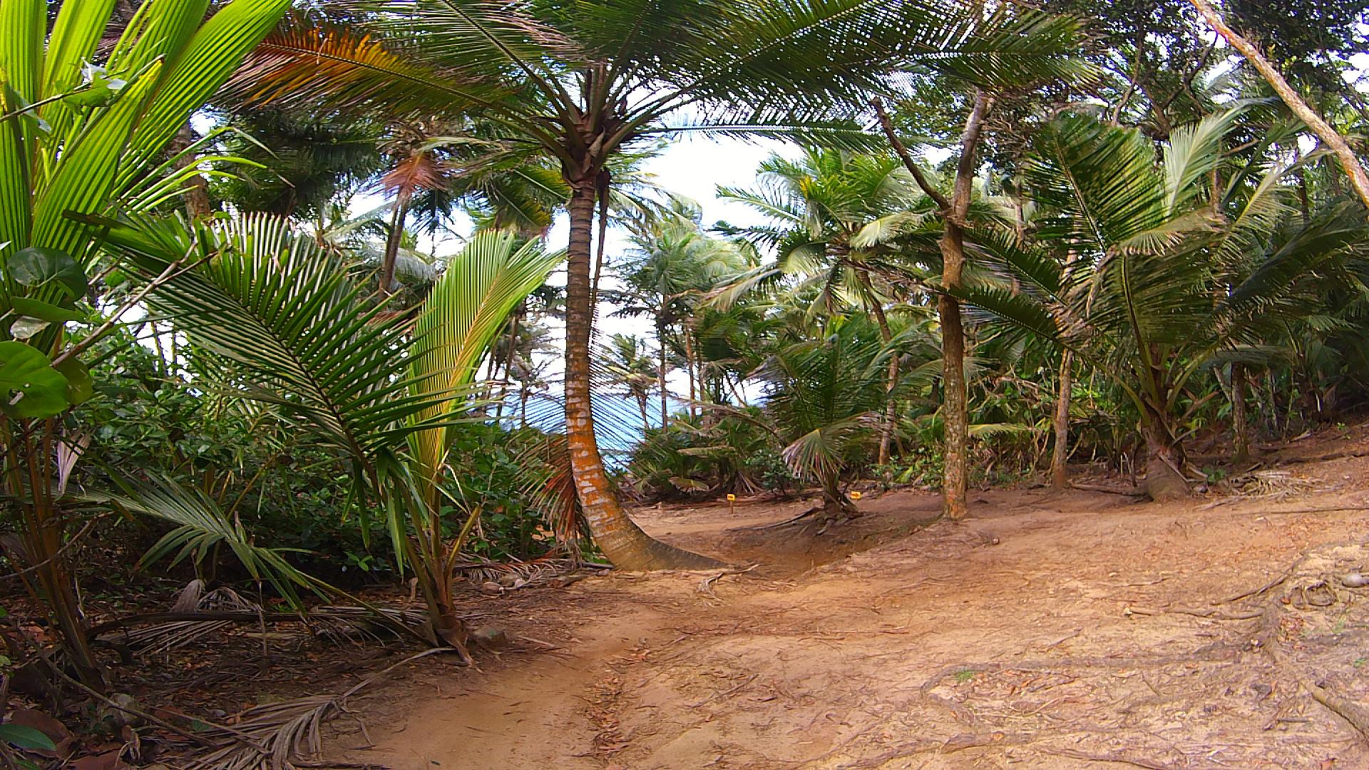 A narrow dirt path winding through a lush tropical forest, filled with tall palm trees and dense greenery, with a glimpse of the ocean visible in the background. Cerro Gordo Trail mountain bike trail.