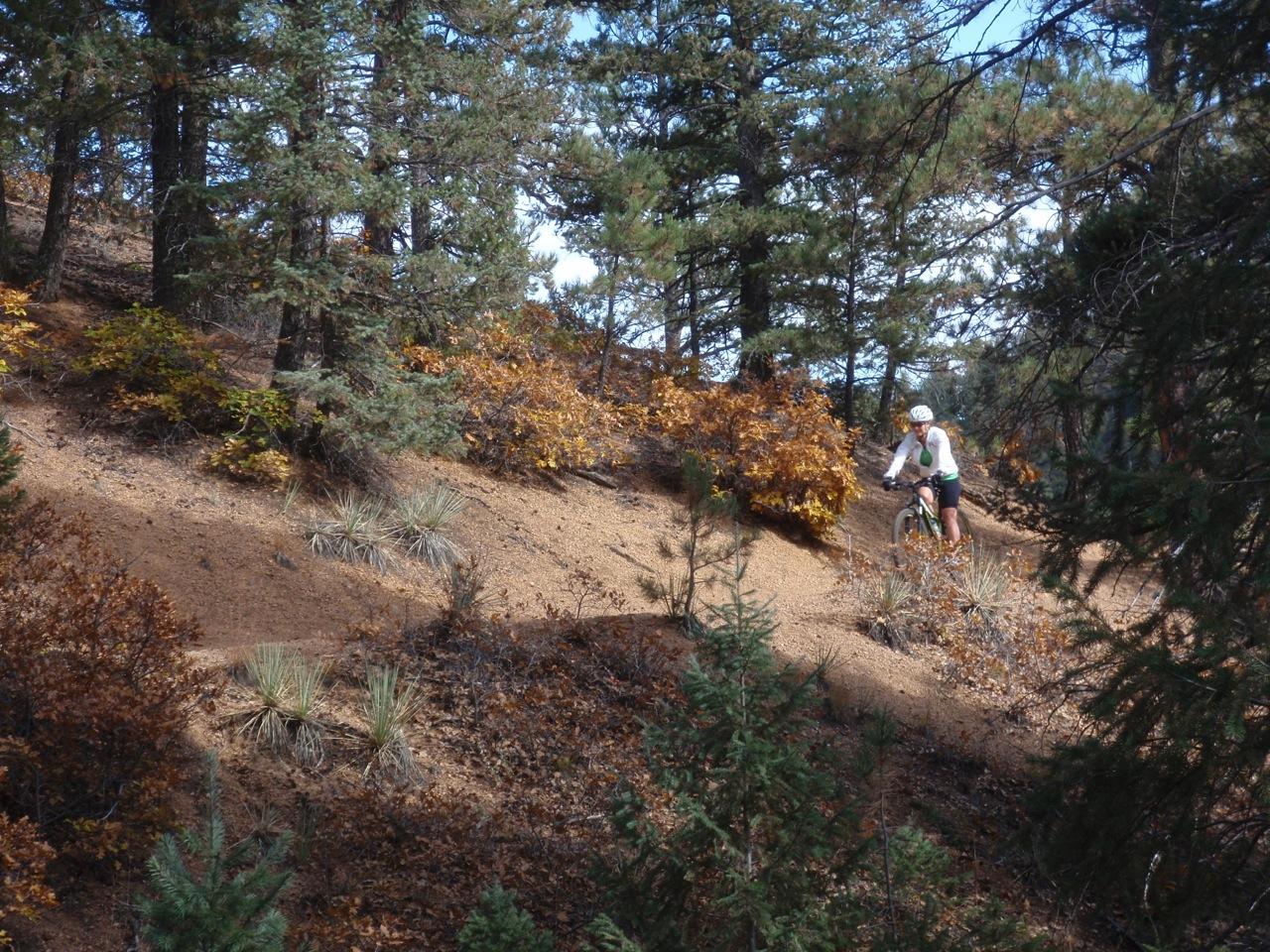 A mountain biker riding along a dirt trail surrounded by autumn foliage and pine trees, with a hilly terrain in the background. Palmer Trail / Section 16 mountain bike trail.