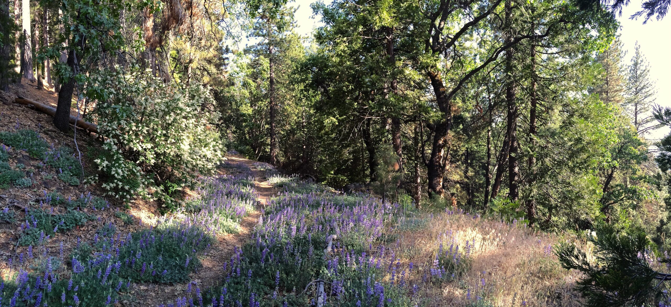 Turner Flux: A peaceful forest path lined with blooming purple wildflowers and lush greenery, surrounded by tall trees and dappled sunlight. The trail invites exploration through the serene natural landscape.