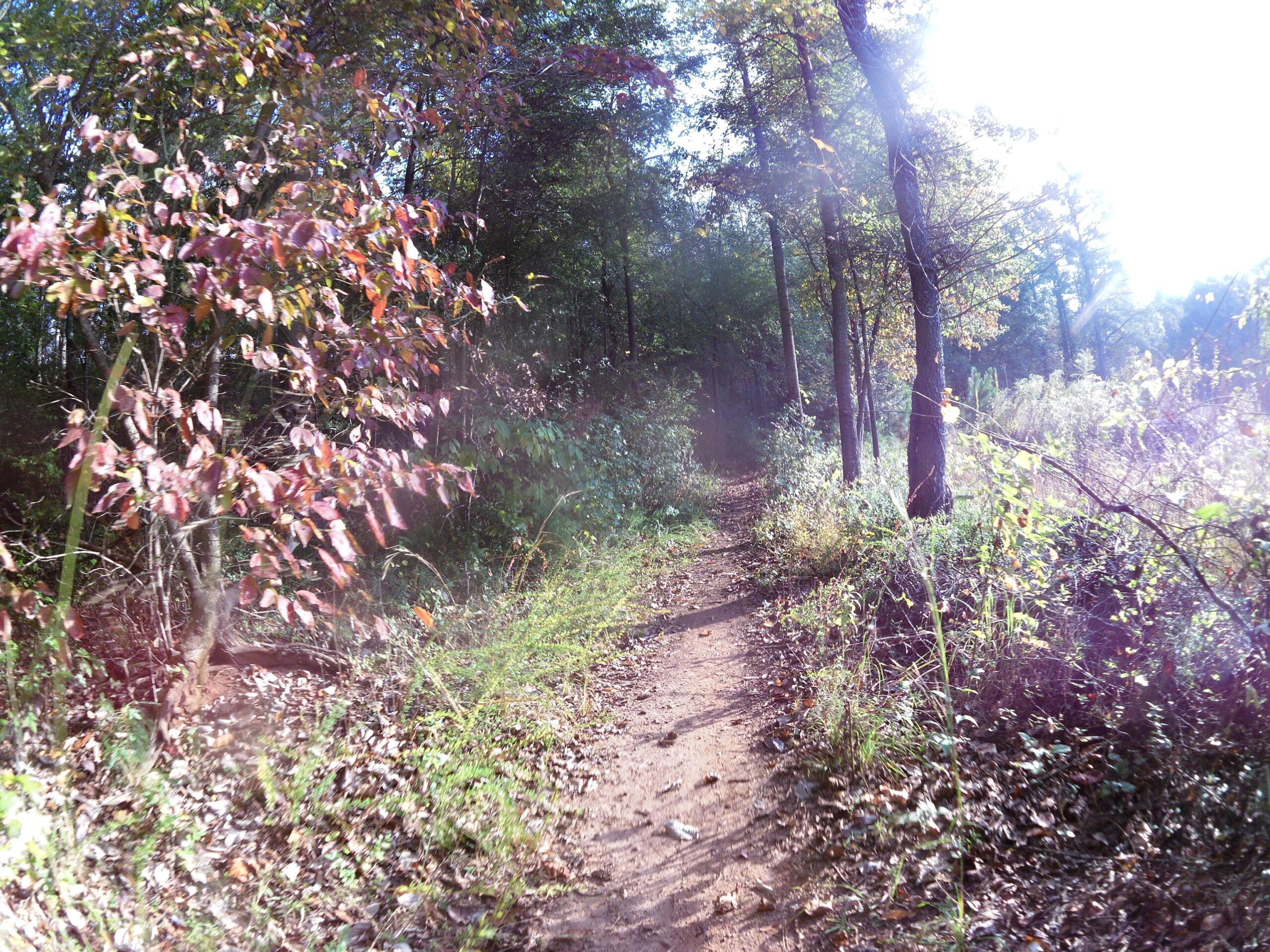 A sunlit dirt path winding through a lush forest, bordered by trees displaying autumn foliage with reddish and green leaves. The trail is surrounded by tall grasses and underbrush, creating a serene and natural atmosphere. Yellow River mountain bike trail.