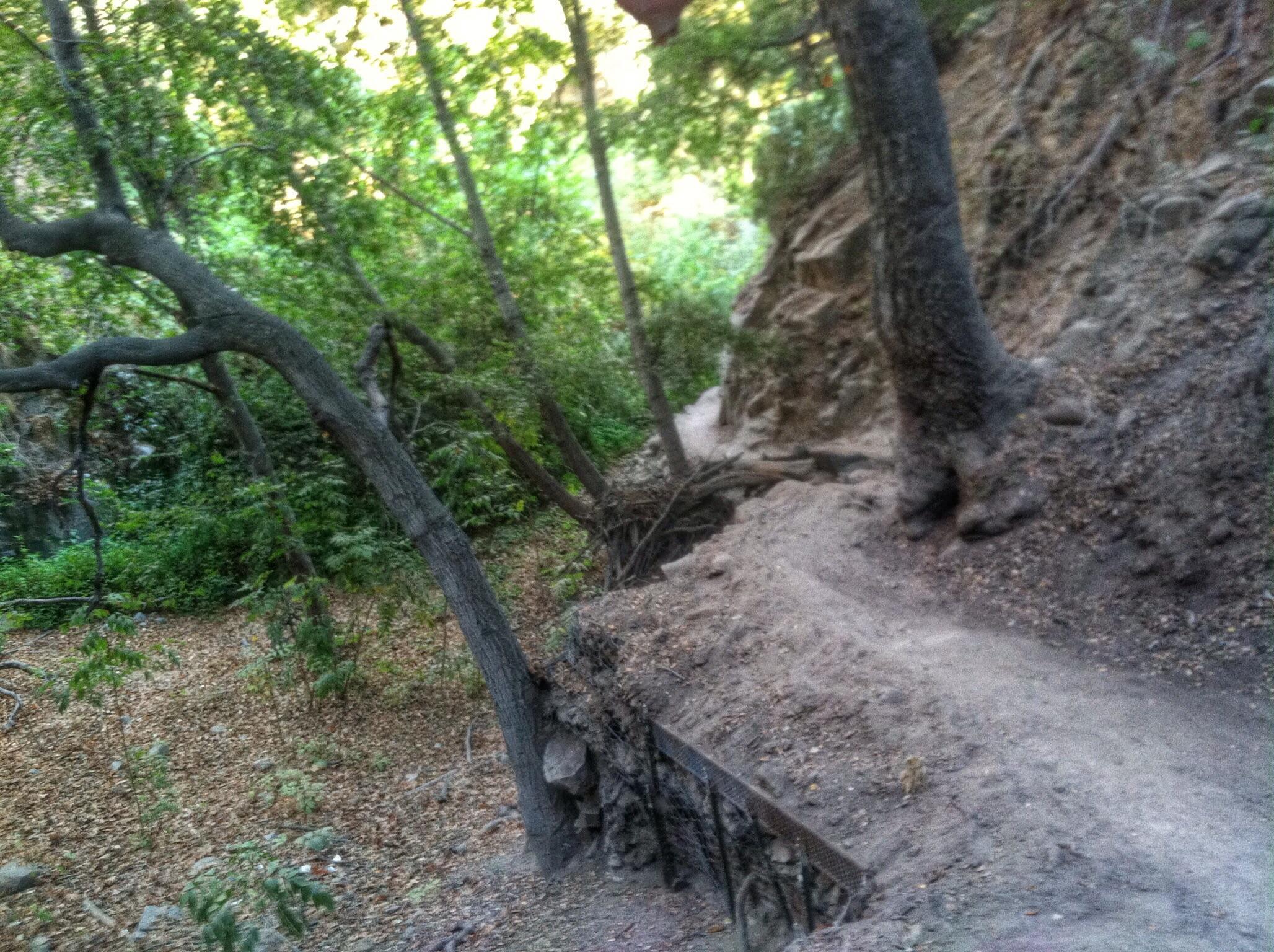 A narrow dirt path winding through a lush green forest, surrounded by trees with twisting branches and rocky terrain. Sunlight filters through the foliage, creating a serene and tranquil atmosphere. El Prieto mountain bike trail.