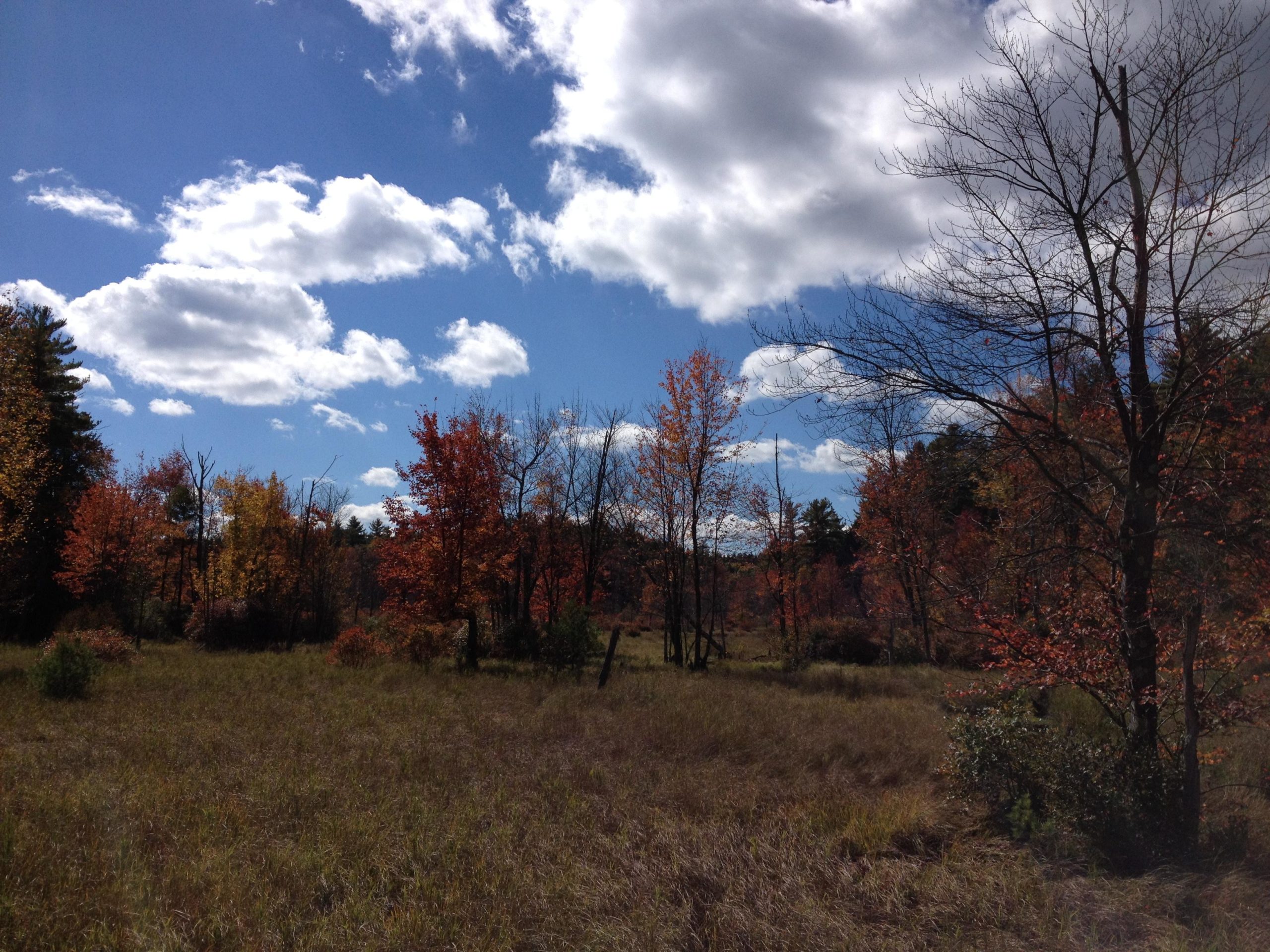 A serene landscape featuring a grassy field bordered by trees displaying vibrant autumn foliage in shades of orange and red. The sky is bright blue with fluffy white clouds, creating a peaceful and picturesque scene. Bear Brook mountain bike trail.