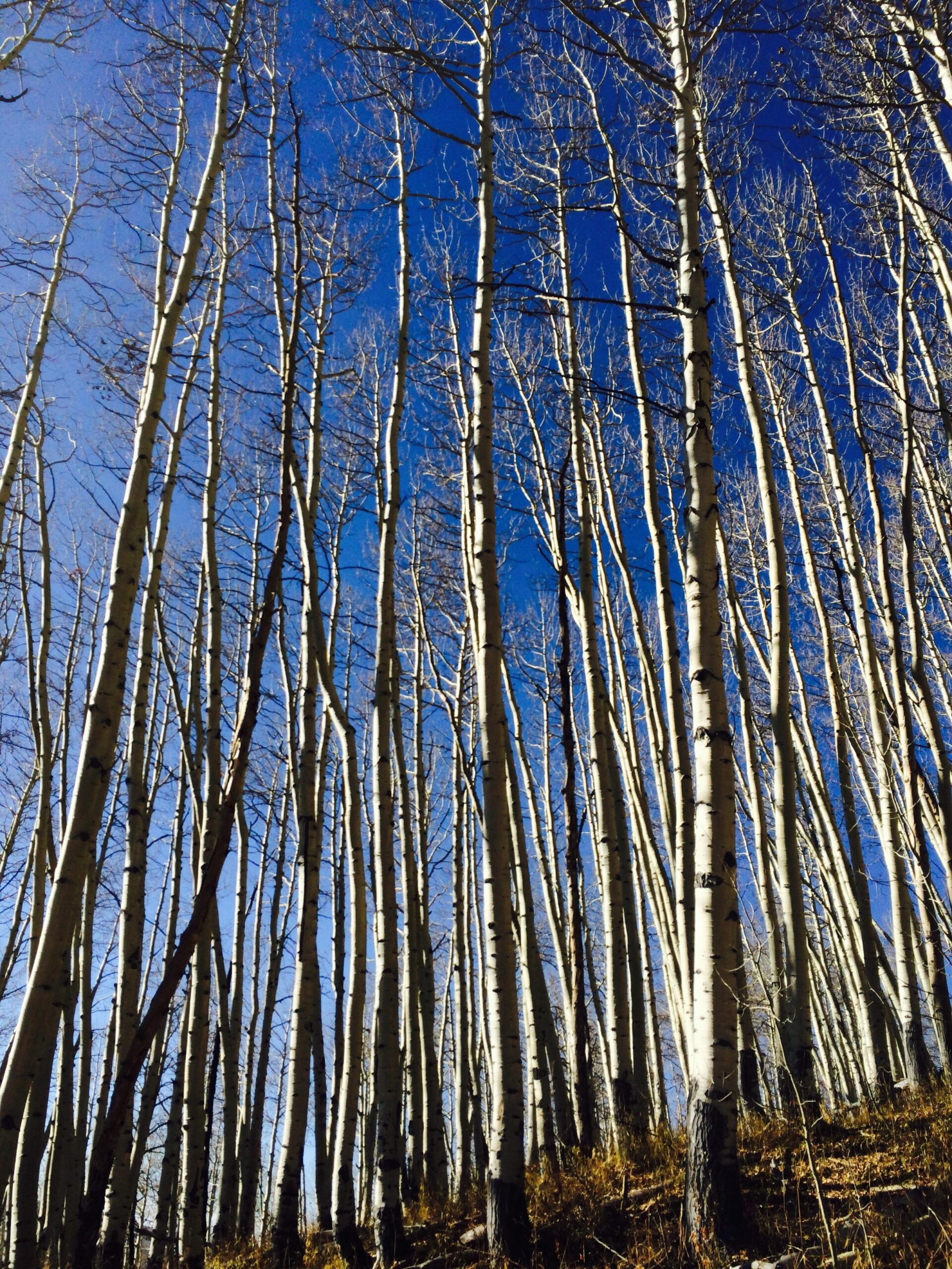 Tall, bare aspen trees with white bark and dark branches stretch towards a clear blue sky, creating a striking vertical pattern against the backdrop of a bright day. The forest floor is partially visible, with some yellowed grass peeking through. Dyke mountain bike trail.