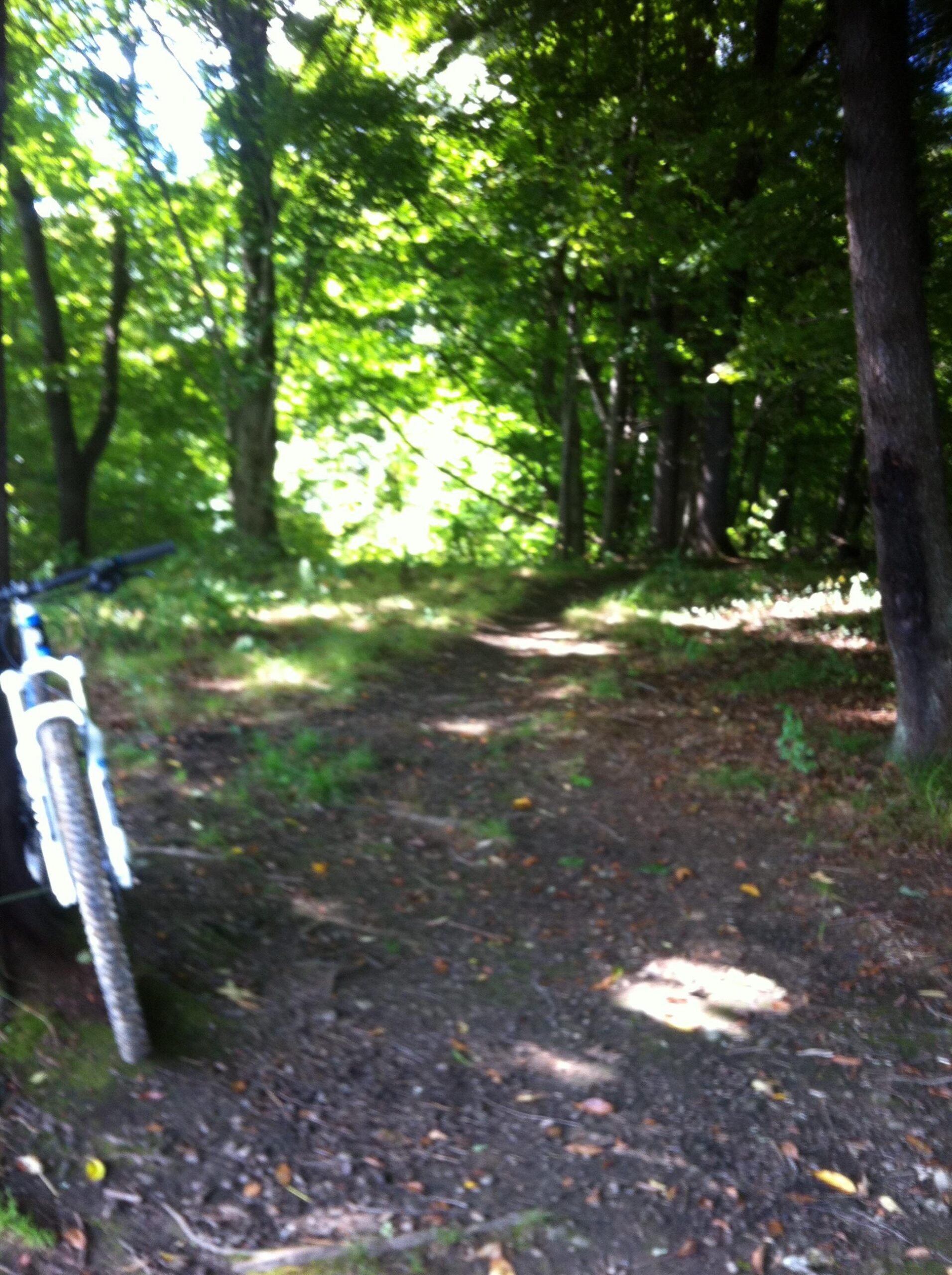 A dirt pathway winding through a lush green forest, with a mountain bike leaning against a tree on the left side of the image. Bright sunlight filters through the leaves, creating a dappled light effect on the ground. North Park mountain bike trail.
