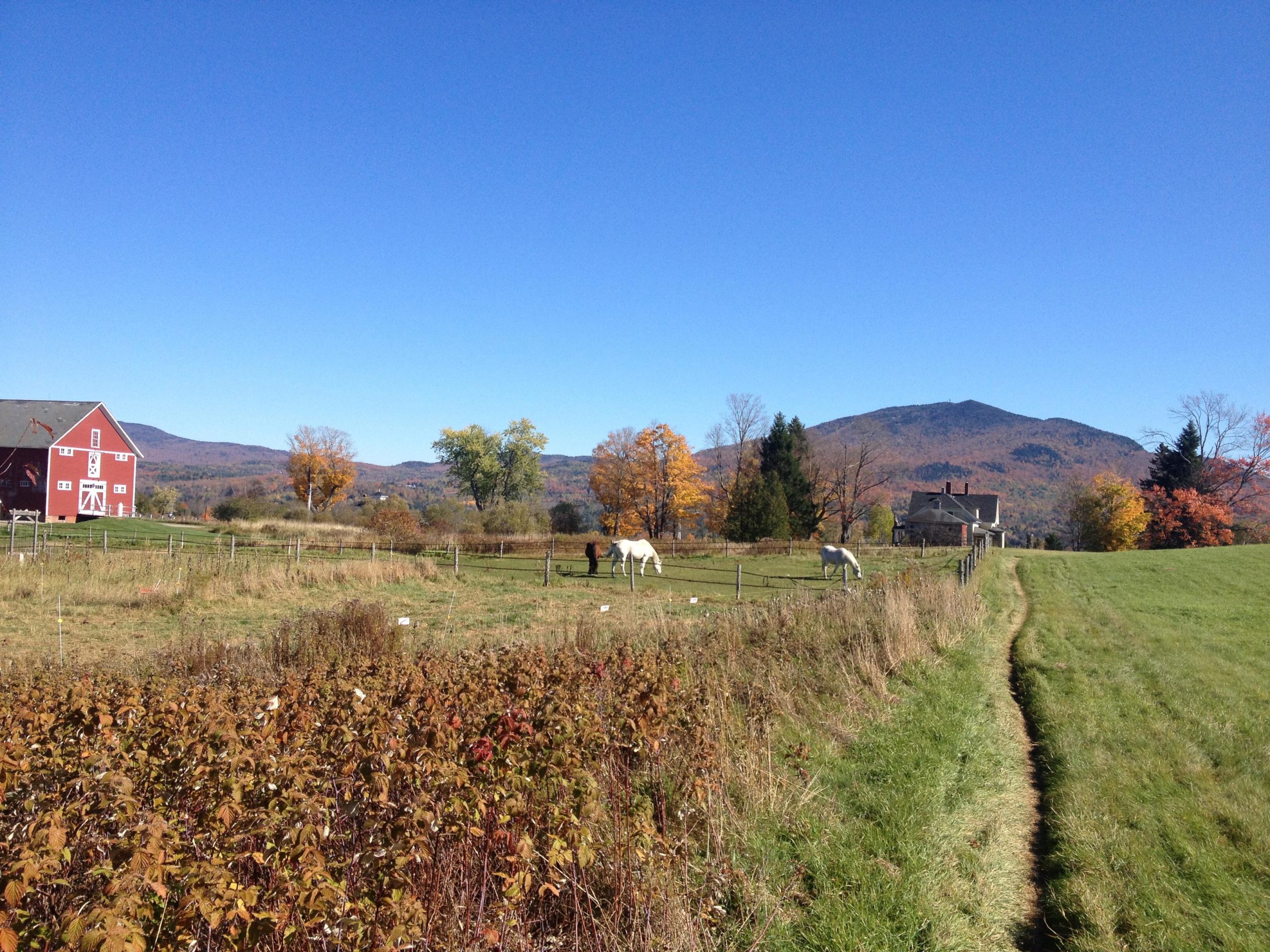 A scenic rural landscape featuring a red barn and a farmhouse set against rolling hills and a clear blue sky. Two horses graze in an open field surrounded by autumn-colored trees, with a well-defined walking path leading through the foreground. Kingdom Trails mountain bike trail.