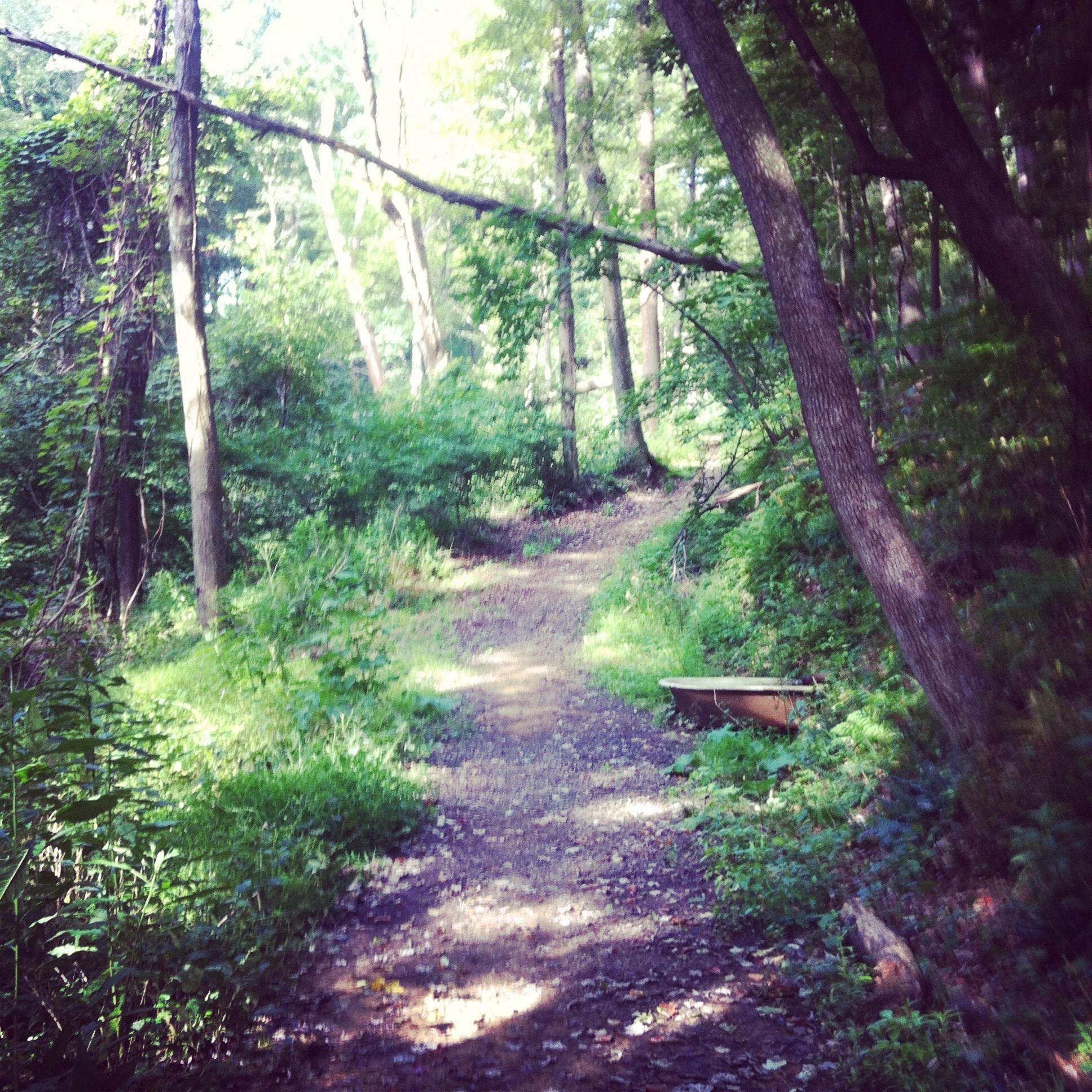 A beautiful forest path winding through lush greenery, with tall trees lining both sides and dappled sunlight filtering through the leaves. A hint of a wooden bench can be seen off the trail, inviting visitors to pause and enjoy the serene surroundings. North Park mountain bike trail.