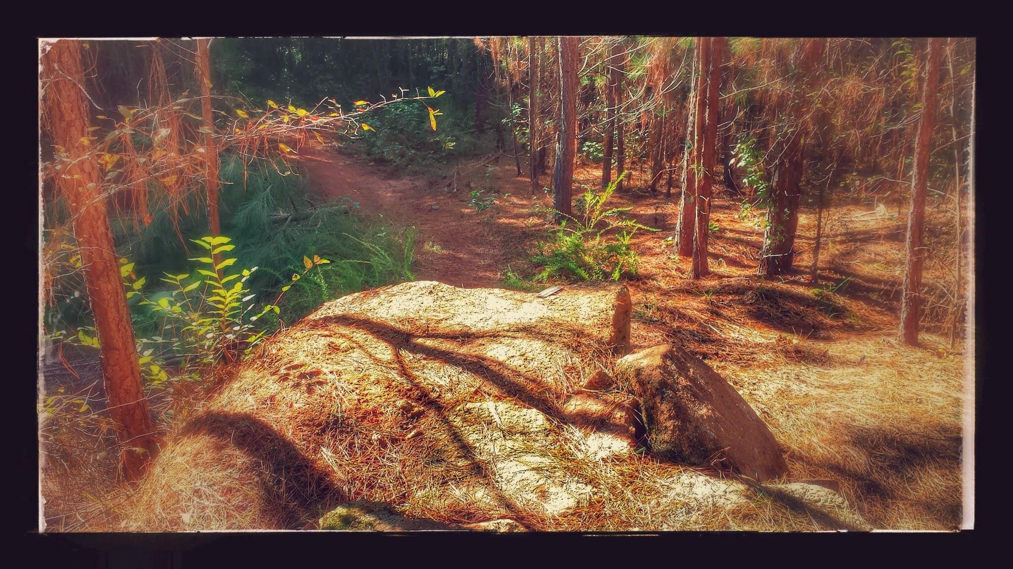 A scenic view of a forest path with sunlight filtering through the trees, highlighting boulders and patches of vibrant vegetation on the forest floor, with pine needles and green plants adding texture to the natural landscape. Trail Creek Park mountain bike trail.