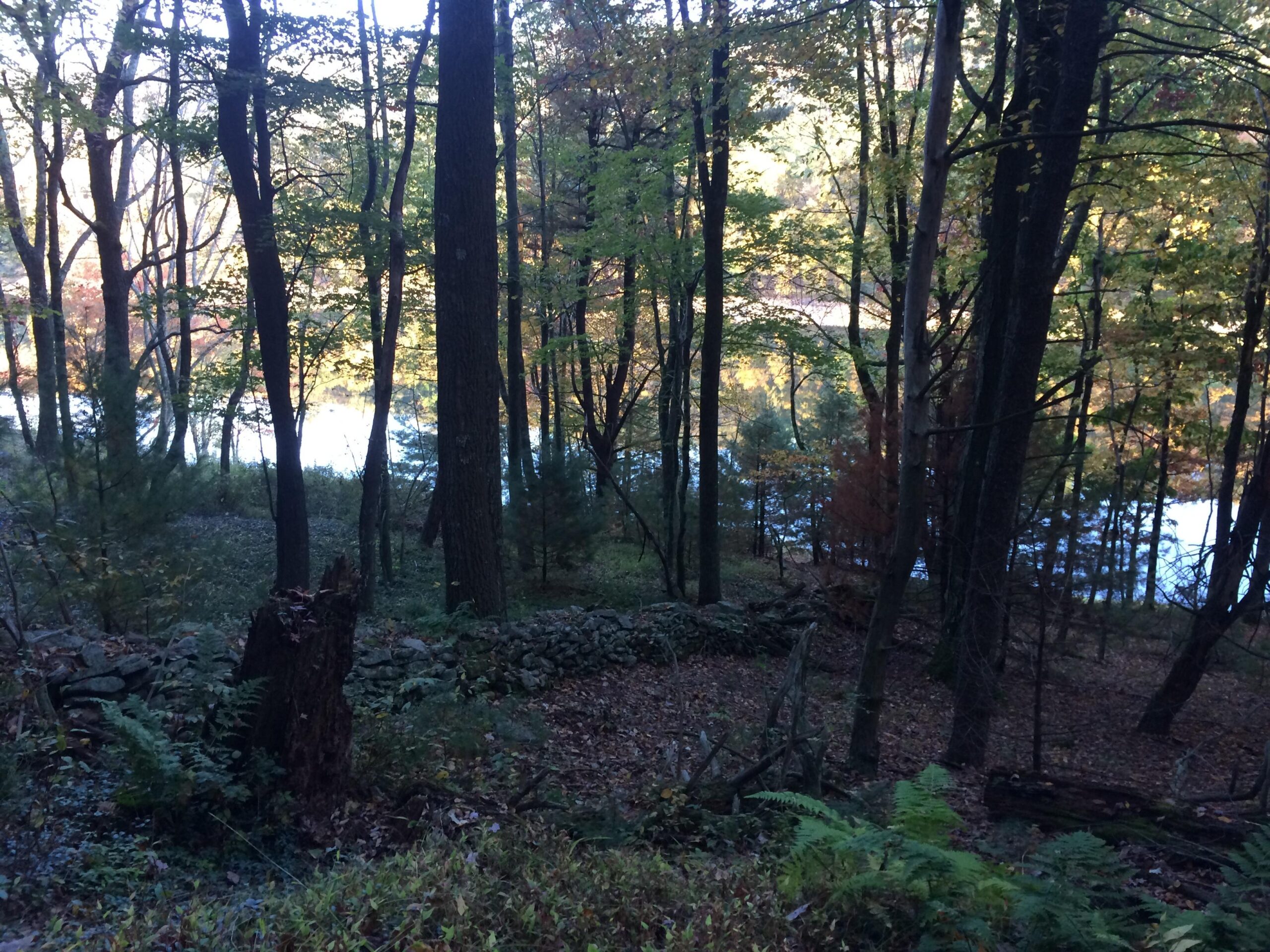 A serene forest scene featuring tall trees with autumn foliage, a rocky stone wall, and a tranquil body of water visible in the background. The ground is covered with fallen leaves and ferns, creating a peaceful, natural atmosphere. Raccoon Mountain Trail mountain bike trail.