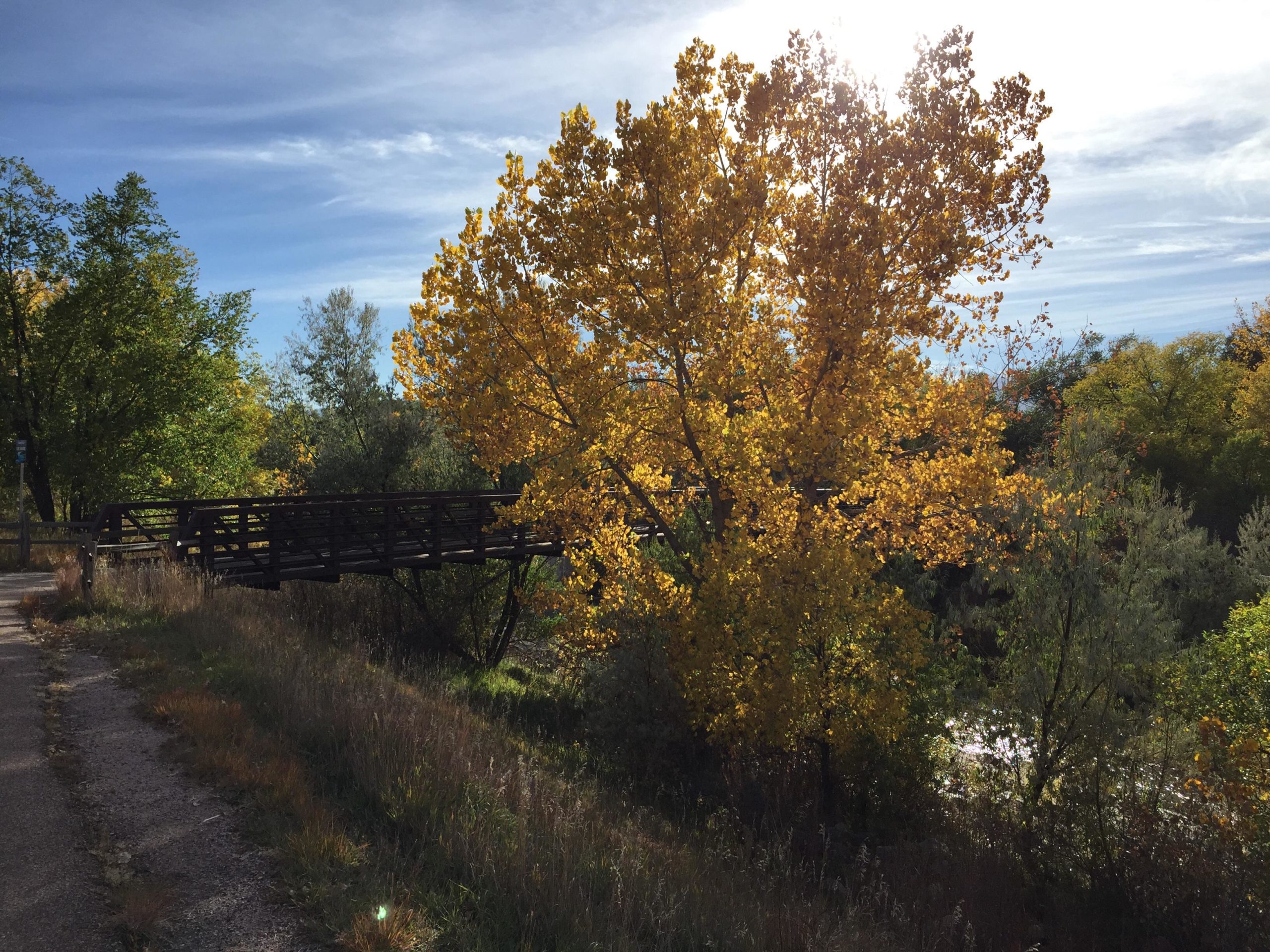 A scenic view of a wooden footbridge surrounded by vibrant autumn foliage, including a large tree with bright yellow leaves. The background features a mix of green trees under a clear blue sky, with sunlight illuminating the scene. A pathway runs alongside the bridge, leading into the natural landscape. Santa Fe Trail mountain bike trail.