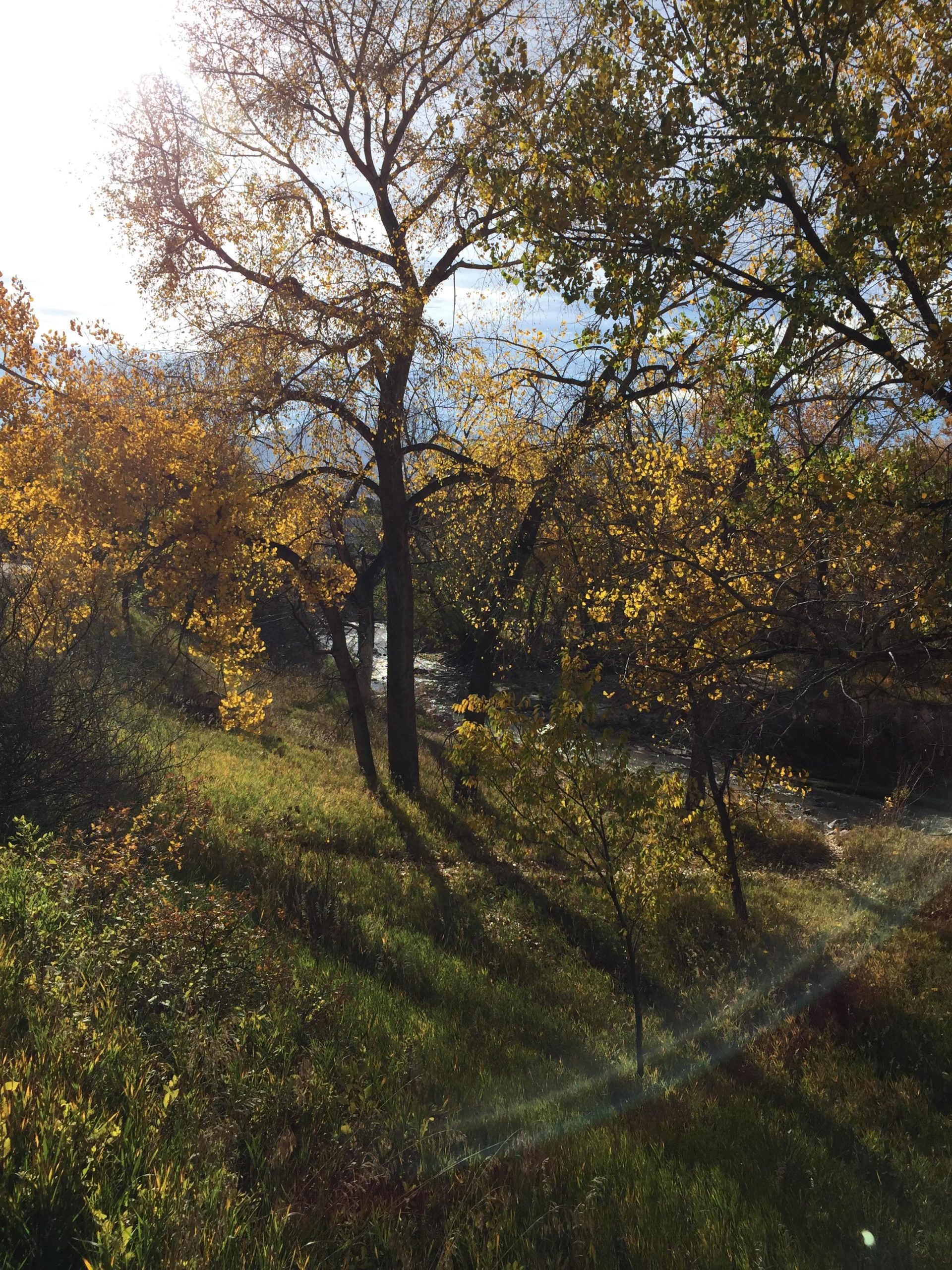 A peaceful natural scene featuring trees with golden leaves against a bright sunlit sky. The ground is covered in green grass, and the sunlight creates soft shadows on the landscape. In the background, a winding stream is visible, adding to the serene atmosphere of the setting. Santa Fe Trail mountain bike trail.