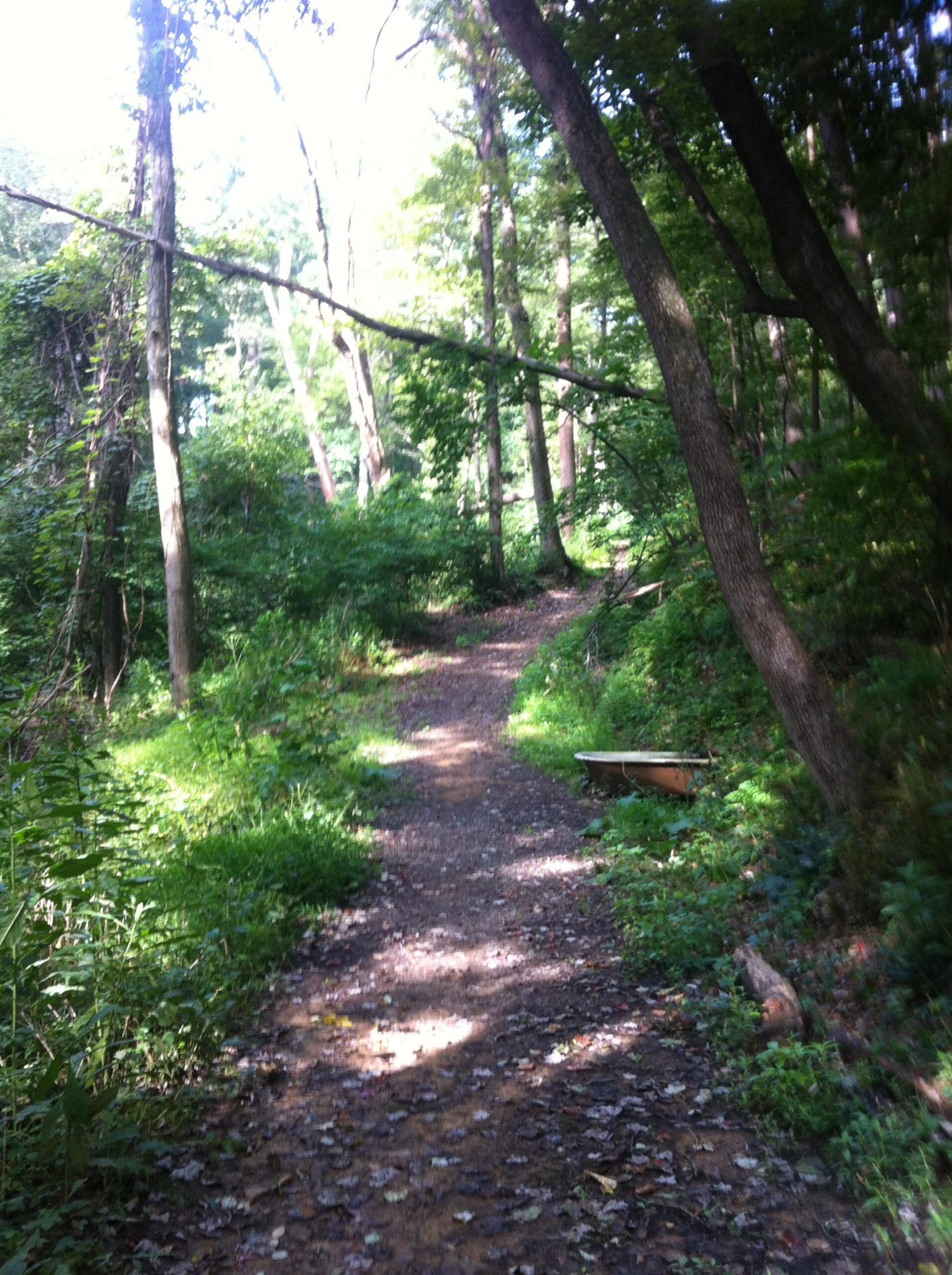 A narrow dirt path winding through a lush green forest, surrounded by tall trees and dense foliage. Sunlight filters through the leaves, casting soft shadows on the ground. A small wooden bench can be seen off to the side of the path, adding to the tranquil atmosphere. North Park mountain bike trail.