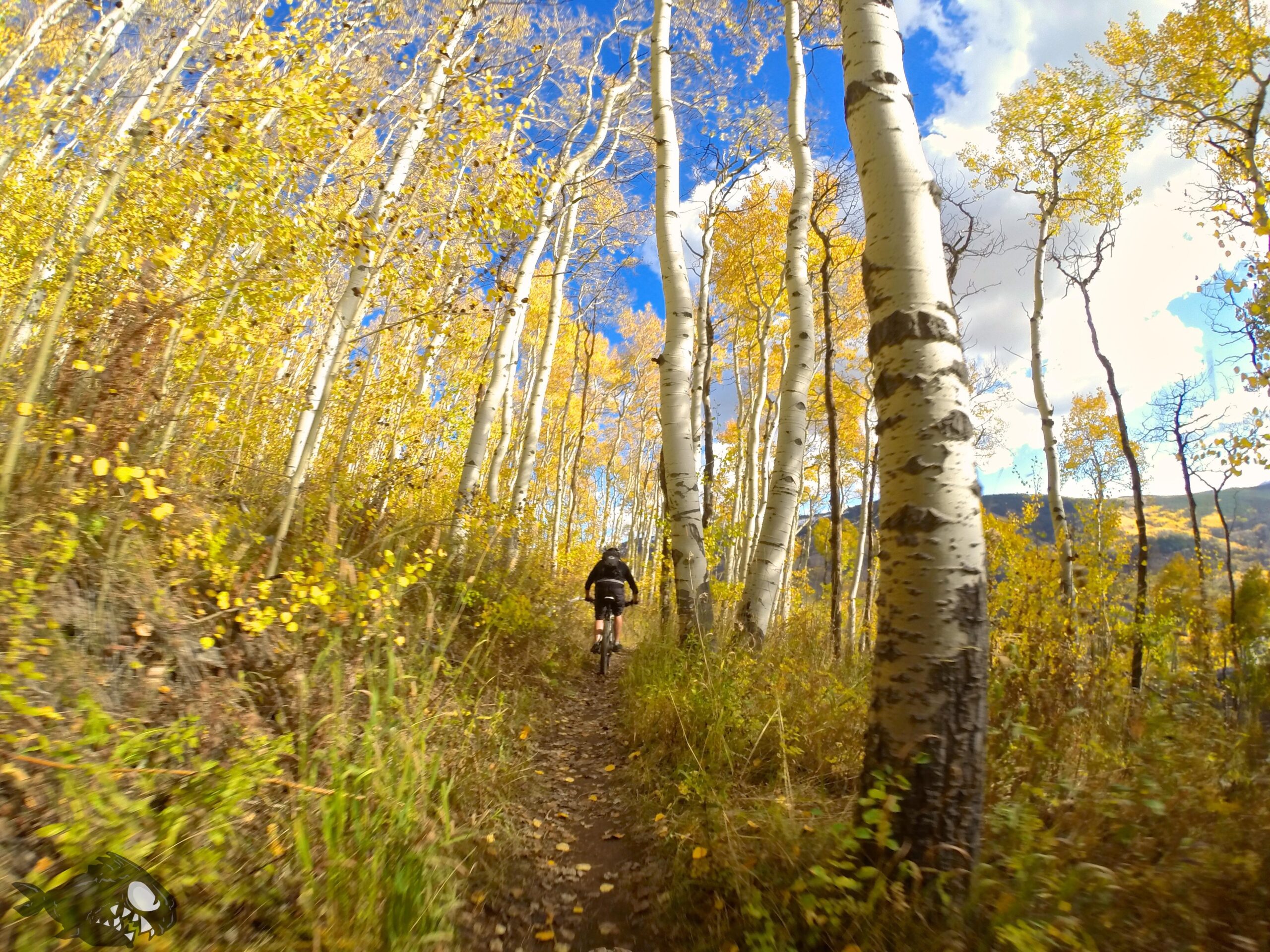 A mountain biker riding along a narrow trail surrounded by tall aspen trees with golden leaves under a blue sky with scattered clouds. North Trail mountain bike trail.