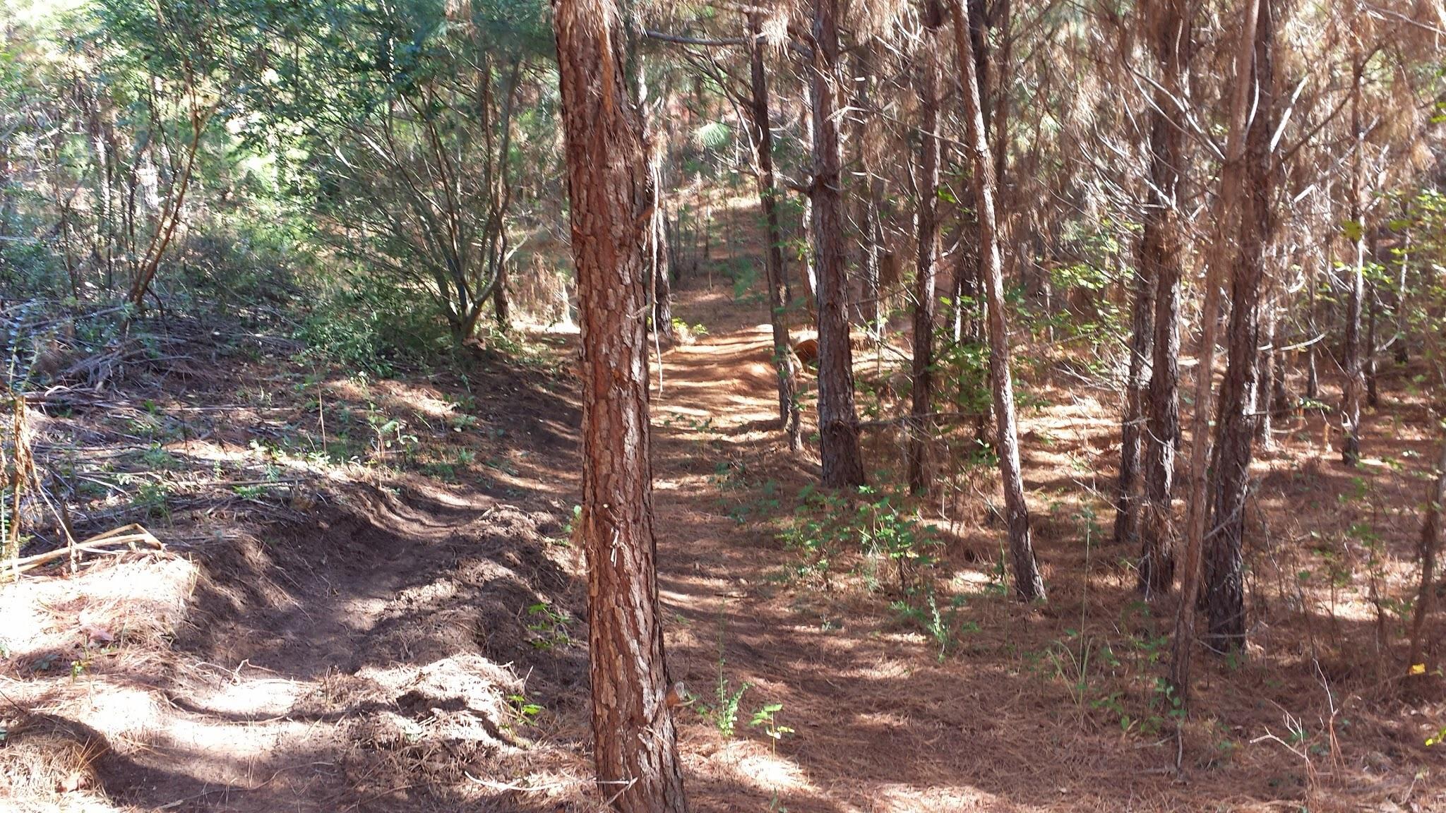 A serene dirt trail winding through a forest of tall pine trees, surrounded by dappled sunlight filtering through the foliage. The ground is covered with pine needles and small shrubs, creating a natural, inviting pathway surrounded by greenery. Trail Creek Park mountain bike trail.