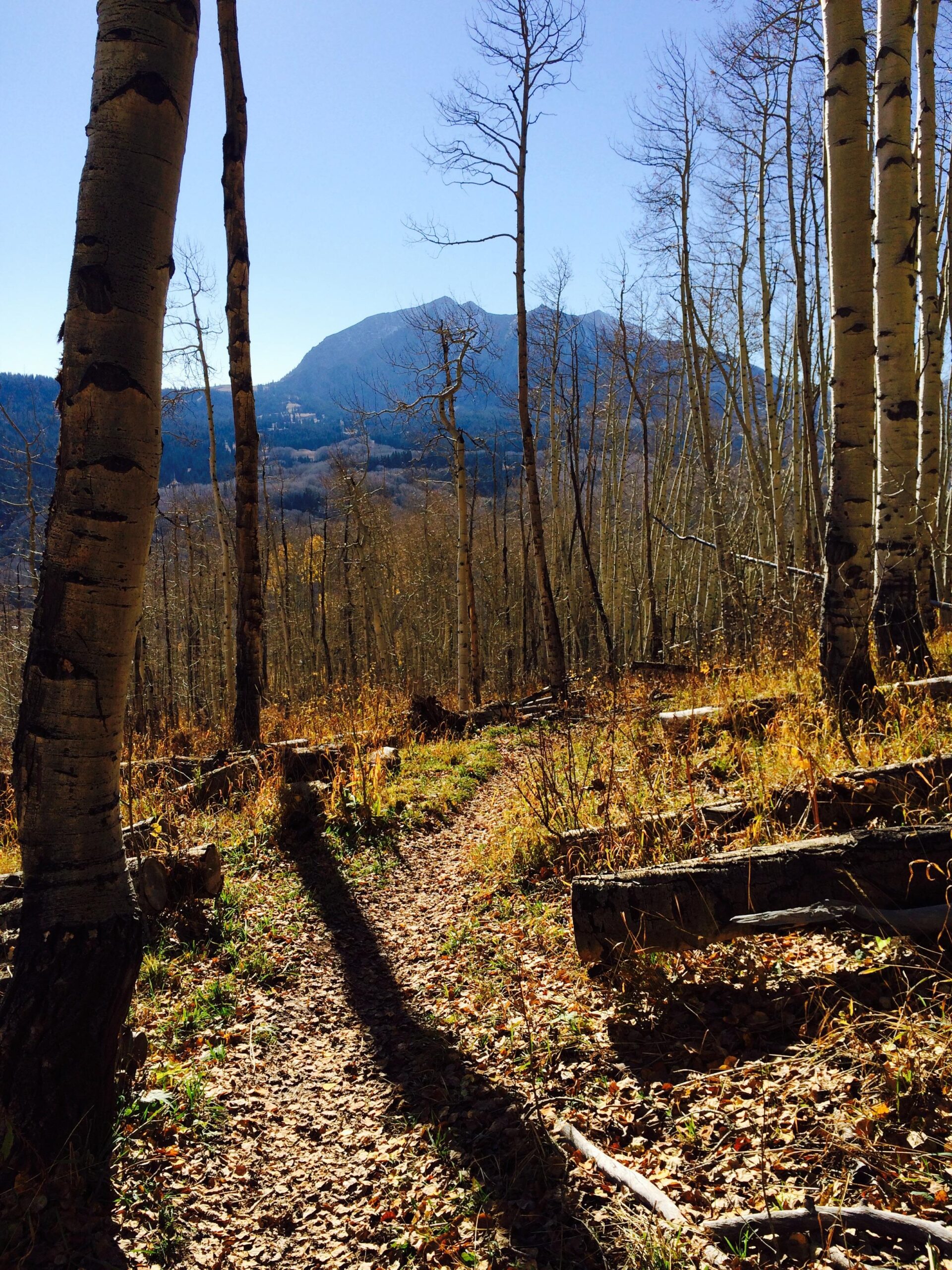 A sunlit forest path winding through tall, slender trees with bare branches, leading towards a distant mountain. The ground is covered with fallen leaves and patches of grass, creating a serene autumn landscape. Dyke mountain bike trail.