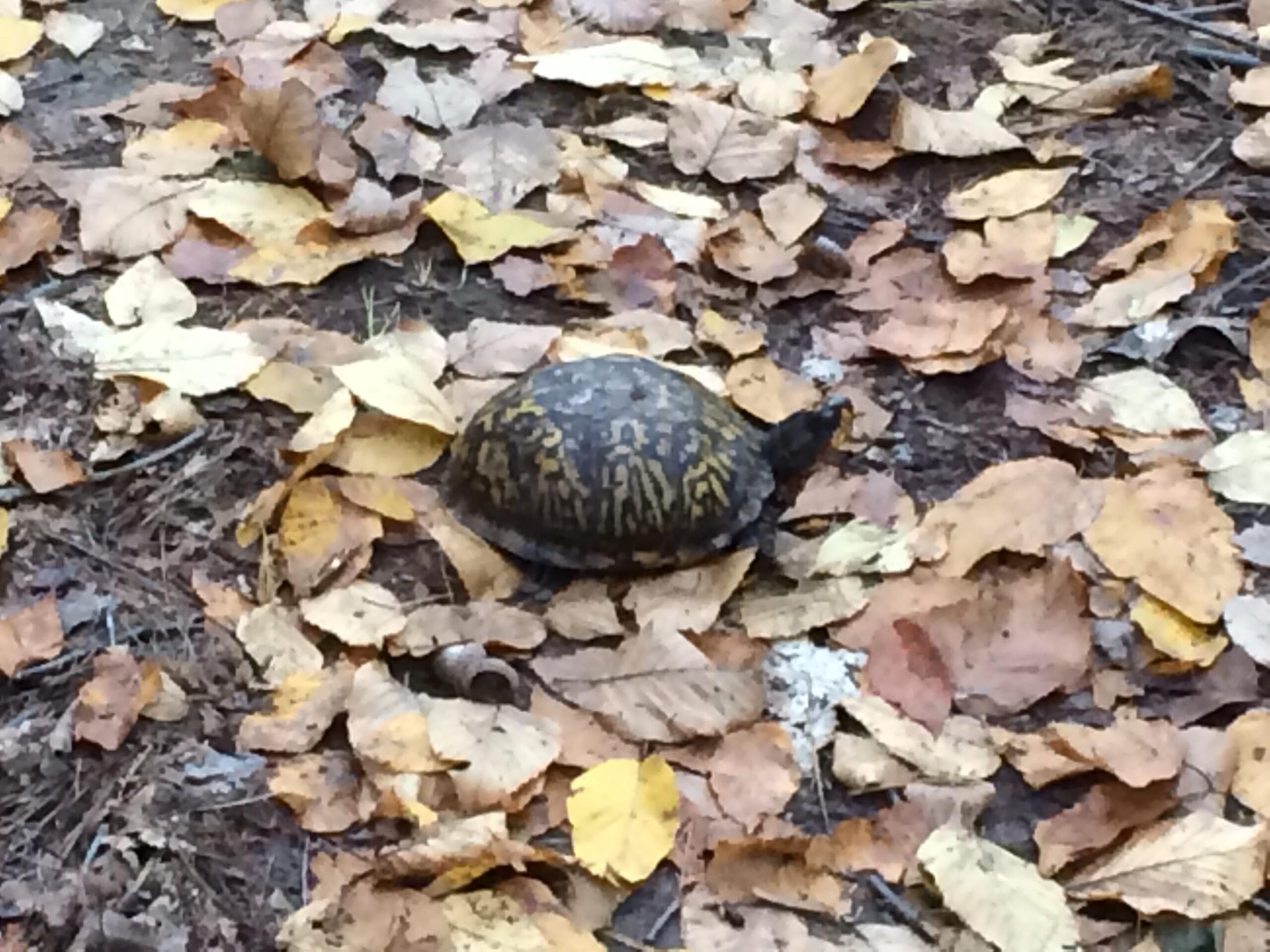A turtle is walking across a ground covered with colorful autumn leaves, with a mix of yellow and brown foliage surrounding it.