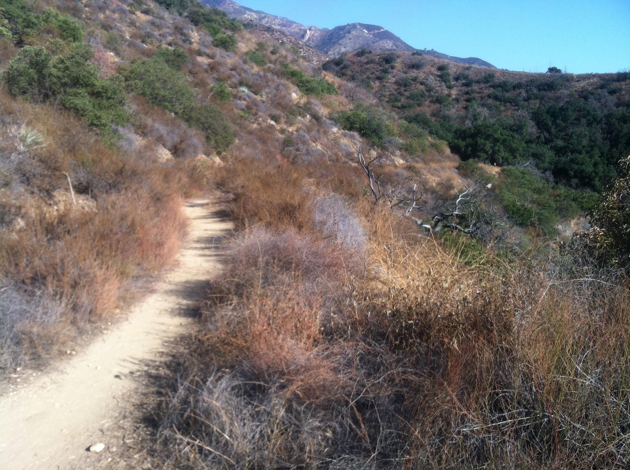 A winding dirt path surrounded by dry grasses and shrubs, leading through a hilly landscape under a clear blue sky. Green trees are visible in the distance, along with rocky mountain slopes. El Prieto mountain bike trail.