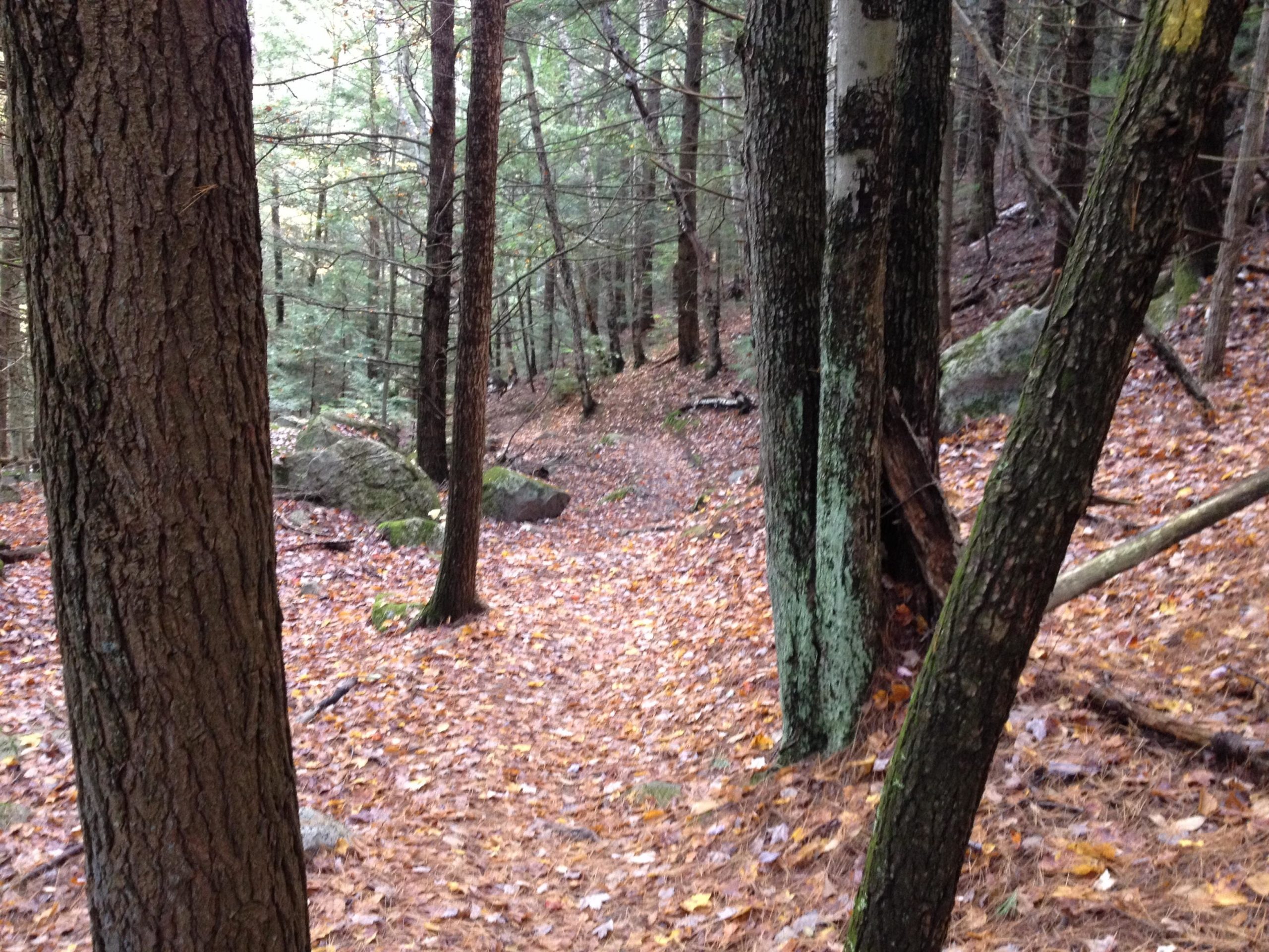 A wooded path covered with fallen leaves, surrounded by tall trees with textured bark and patches of moss, leading deeper into a serene forest. Bear Brook mountain bike trail.