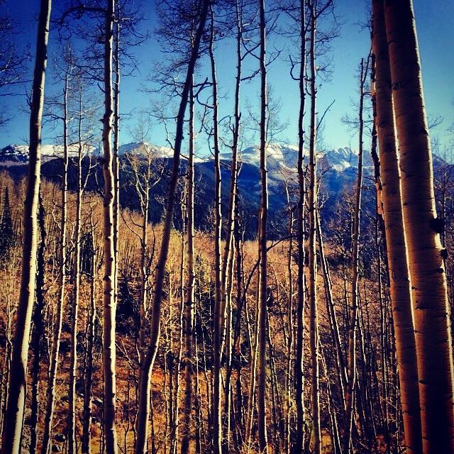 A view through a cluster of tall, slender trees, showcasing a mountainous landscape in the background. The mountains are partially covered in snow, with clear blue skies above and autumn foliage visible in the foreground. Dyke mountain bike trail.