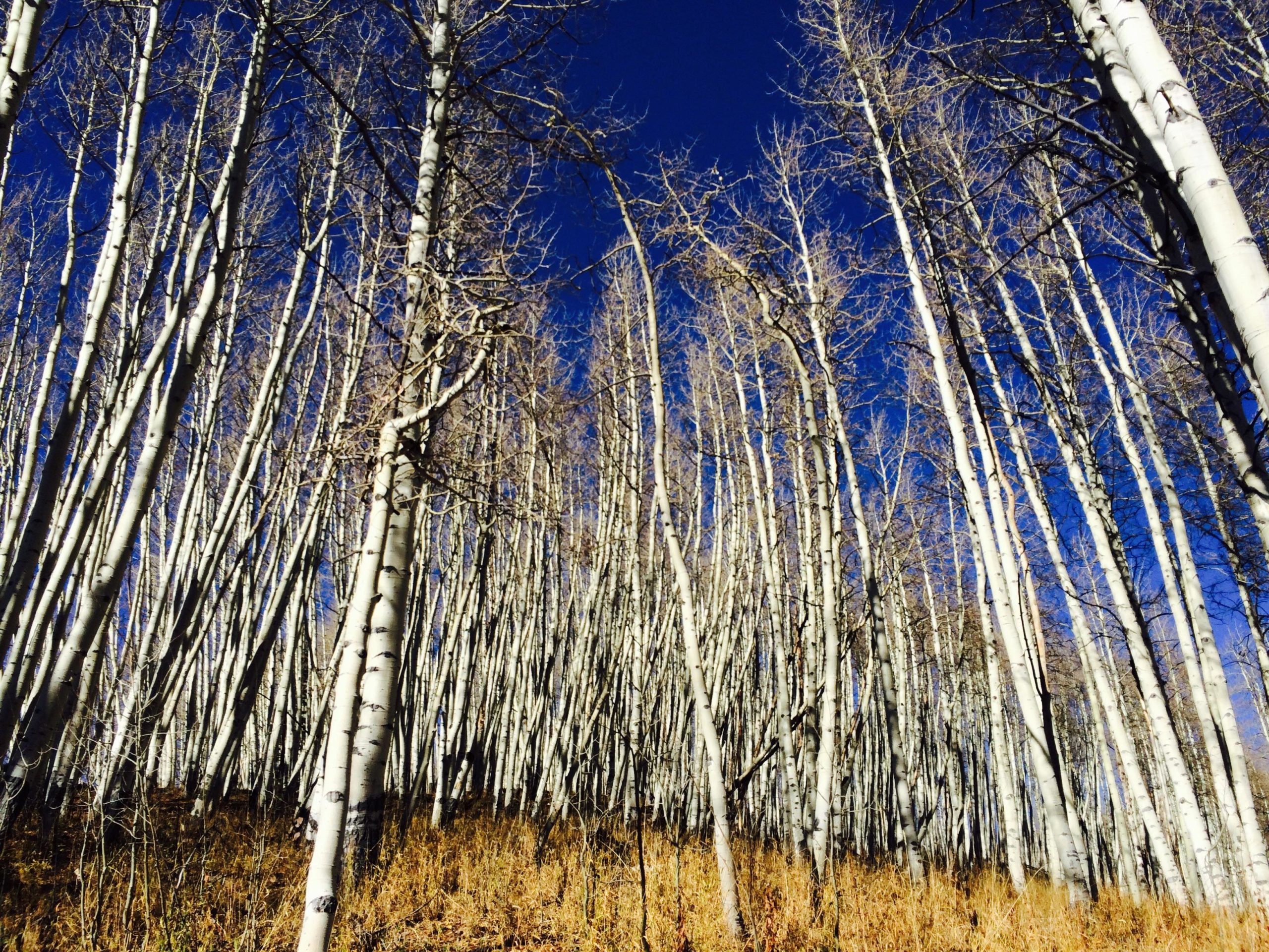 A tall stand of slender aspen trees with white bark and no leaves, reaching up against a bright blue sky. The ground is covered with dry grass and foliage. Dyke mountain bike trail.