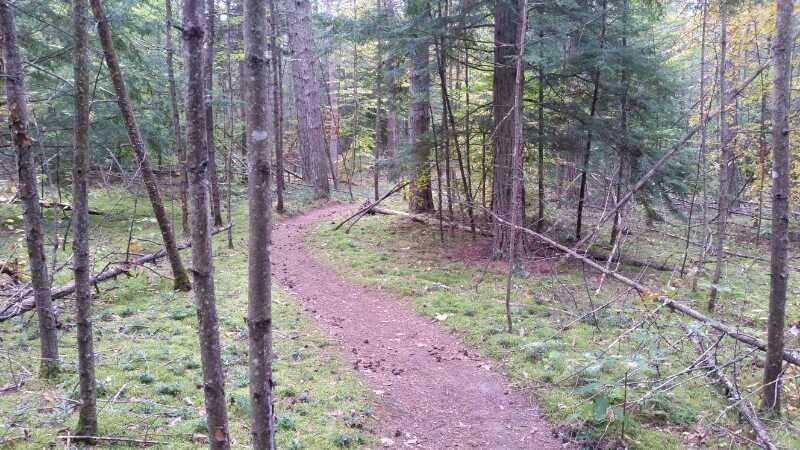 A winding dirt path through a tranquil forest, surrounded by tall trees and patches of green moss, with fallen branches scattered along the trail. The scene captures the peacefulness of nature. Saxon Hill mountain bike trail.