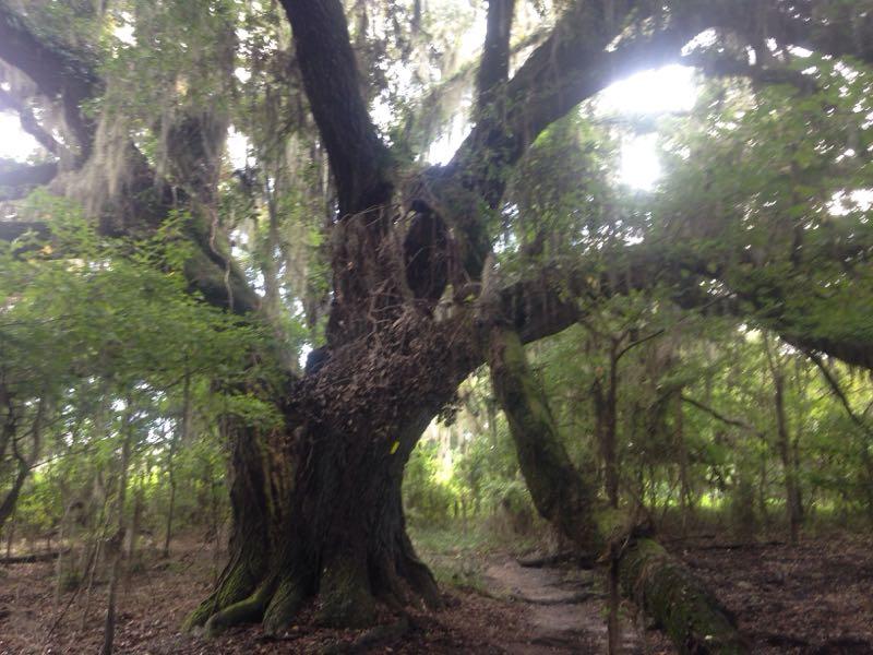 A large, gnarled tree with sprawling branches and hanging moss, surrounded by lush green foliage in a forest setting. The image captures a tranquil natural environment with a path visible on the ground, inviting exploration. San Felasco Hammock Preserve mountain bike trail.