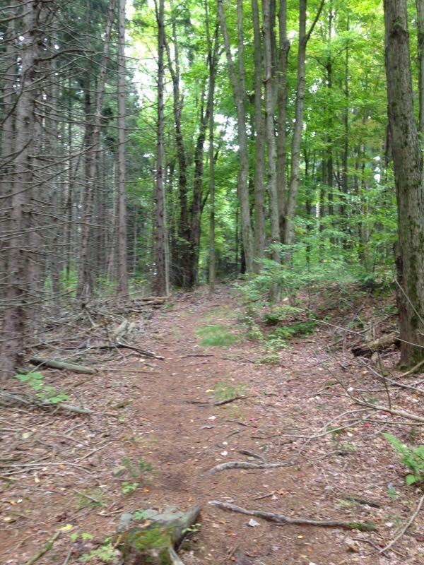 A narrow dirt path winding through a dense green forest, with tall trees on either side and patches of sunlight filtering through the leaves. The ground is covered with fallen leaves and branches, creating a natural, serene atmosphere. Jenksville St Park mountain bike trail.
