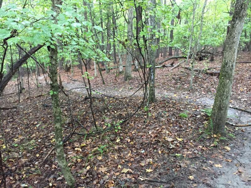 A wooded area with green foliage, featuring a winding dirt path among trees and scattered fallen leaves on the ground. The scene conveys a serene and natural environment. Harbison State Forest mountain bike trail.