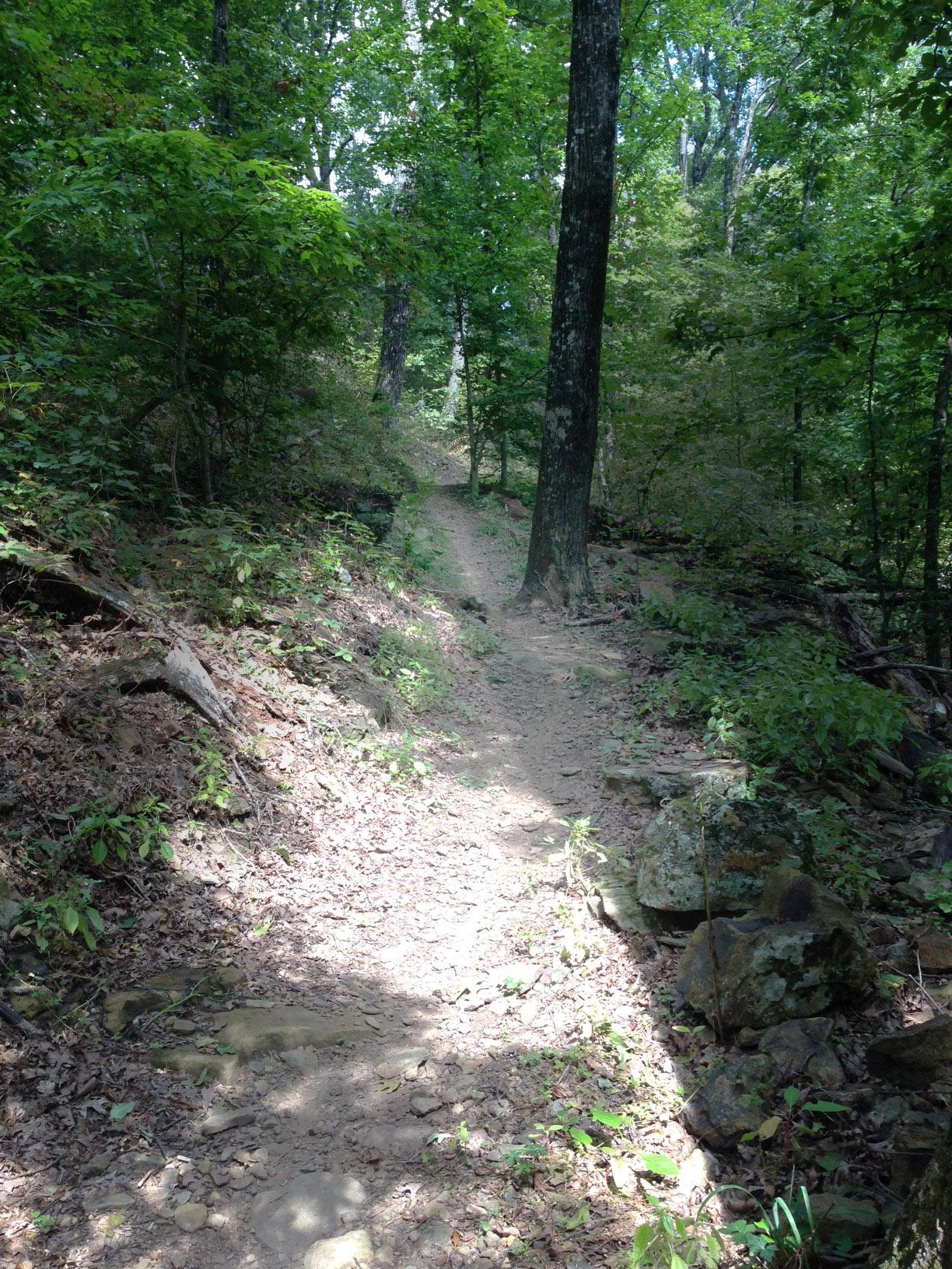 A narrow dirt trail winding through a lush forest, bordered by trees and scattered rocks. The ground is covered with leaves and small stones, with patches of sunlight filtering through the canopy above. Upper Buffalo Headwaters Trail System mountain bike trail.