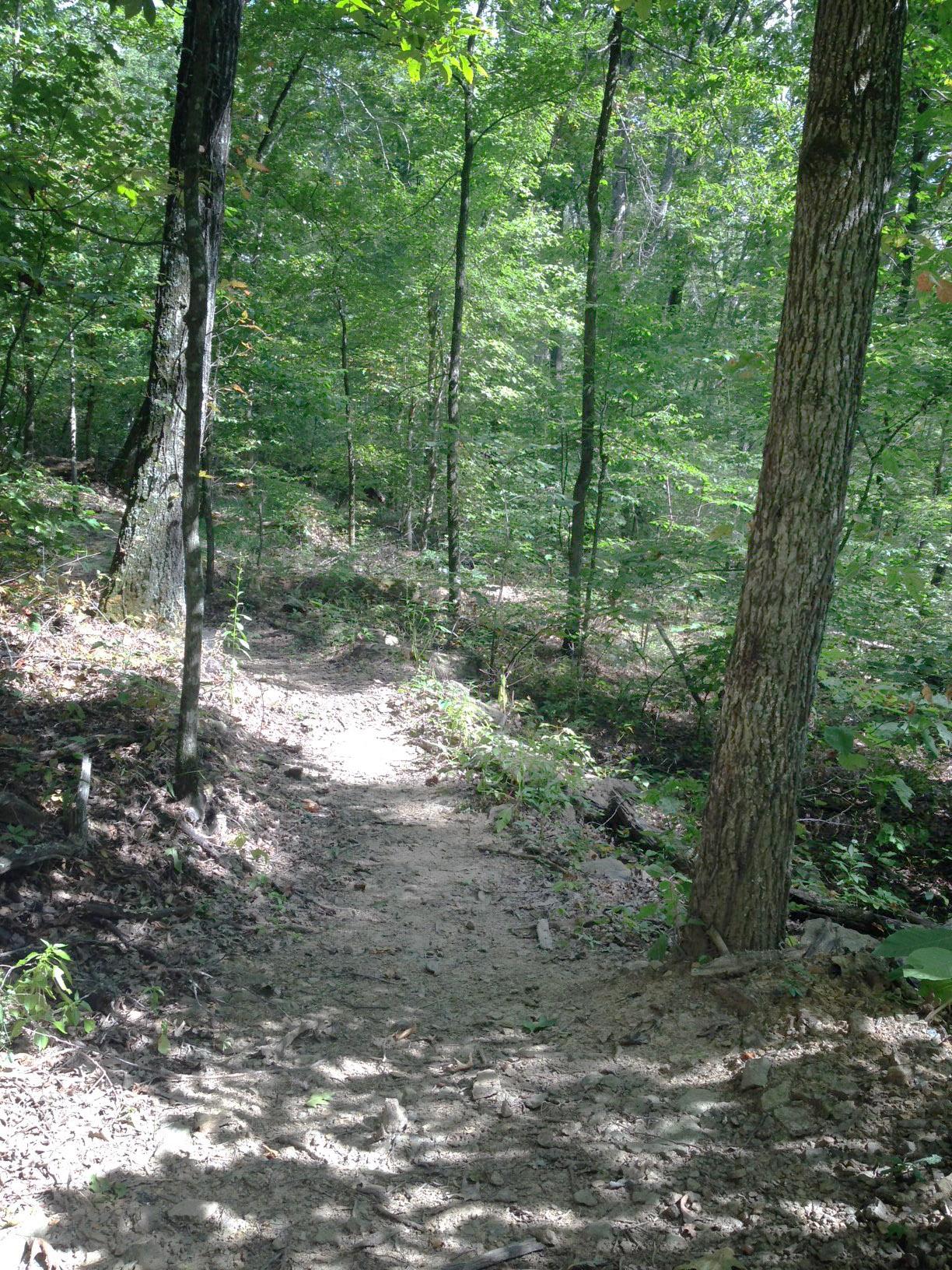 A narrow, winding dirt path through a lush, green forest, surrounded by tall trees and dense foliage, with sunlight filtering through the leaves. Upper Buffalo Headwaters Trail System mountain bike trail.