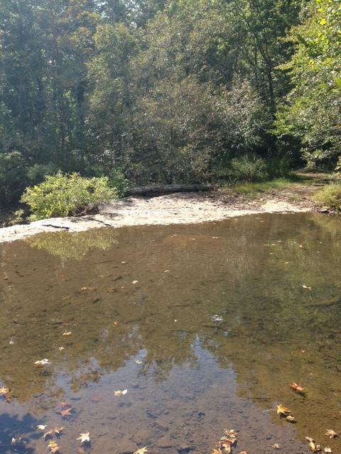 A serene landscape featuring a calm, shallow stream surrounded by lush green trees and foliage. The water reflects the gentle light of the sun, with a sandy bank partially visible on one side. Autumn leaves float atop the water, creating a picturesque natural setting. Upper Buffalo Headwaters Trail System mountain bike trail.