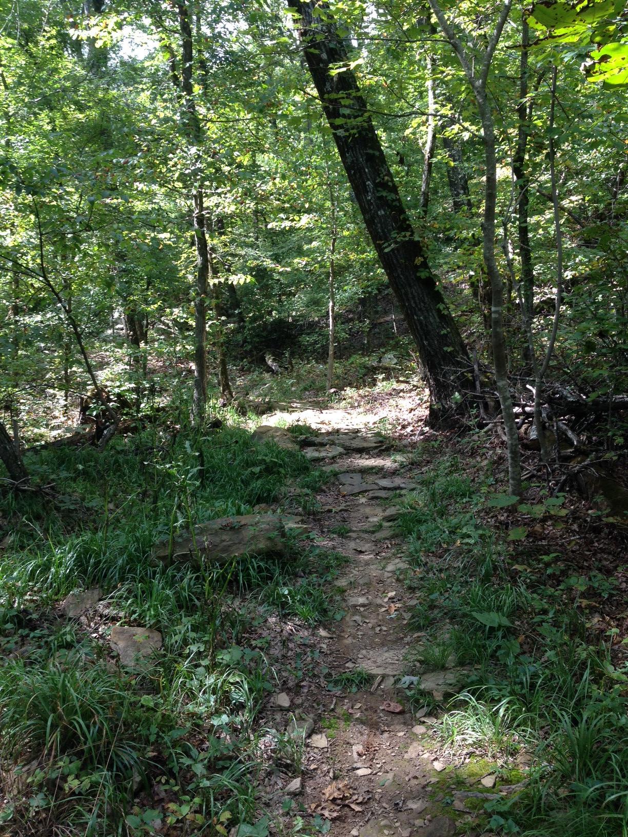 A narrow, winding dirt path meanders through a dense forest, surrounded by lush green trees and underbrush. Sunlight filters through the leaves, casting dappled light on the ground, which is spotted with rocks and patches of grass. The scene evokes a sense of tranquility and the beauty of nature. Upper Buffalo Headwaters Trail System mountain bike trail.