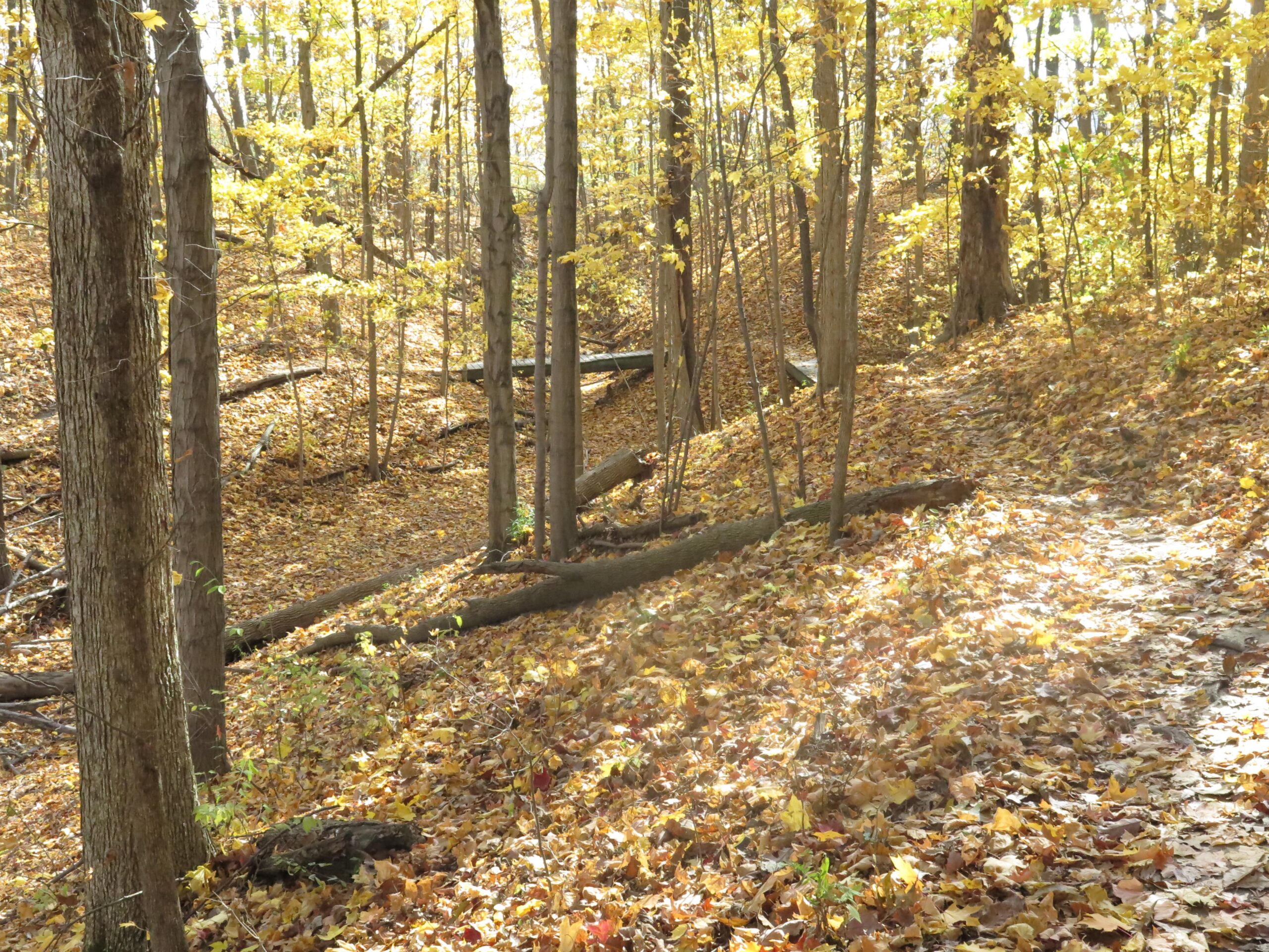 A serene forest scene in autumn, featuring trees with yellow leaves and a carpet of fallen foliage covering the ground. The sunlight filters through the branches, illuminating the path that winds through the tranquil landscape. Van  Buren mountain bike trail.