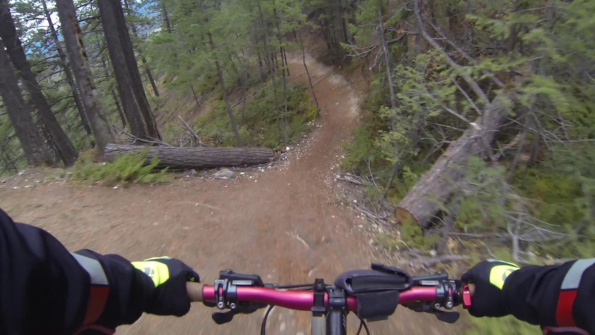 A cyclist's view from the handlebars riding on a narrow dirt trail through a forest, surrounded by trees and fallen logs, indicating an adventurous mountain biking experience. Trail 7 / 7H (Teahouse) mountain bike trail.