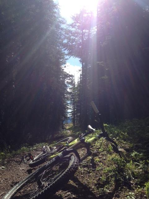 Specialized Enduro SL Expert: A mountain bike lies on a dirt trail surrounded by tall, green trees, with sunlight streaming down through the forest canopy. The scene suggests a tranquil outdoor adventure in nature.
