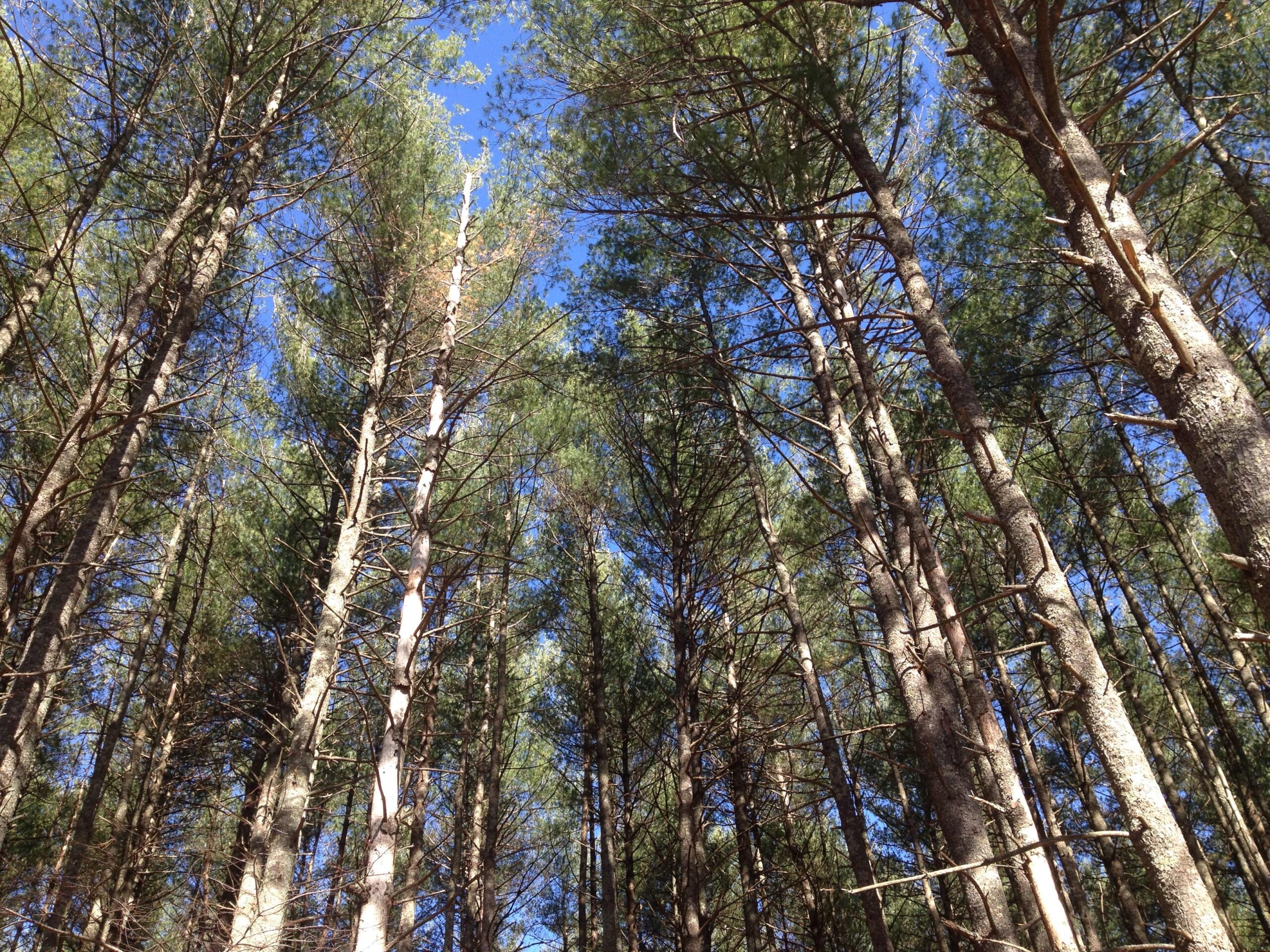 A view of tall trees reaching towards a clear blue sky, with branches and needles visible against the backdrop of the sky. The image captures the tranquility and natural beauty of a forest. Carvin's Cove Trail system mountain bike trail.