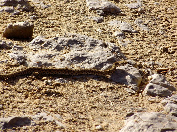 A snake rests on the ground among rocks and dirt in a natural outdoor setting. The snake's body is elongated and patterned, blending in with the surrounding terrain.