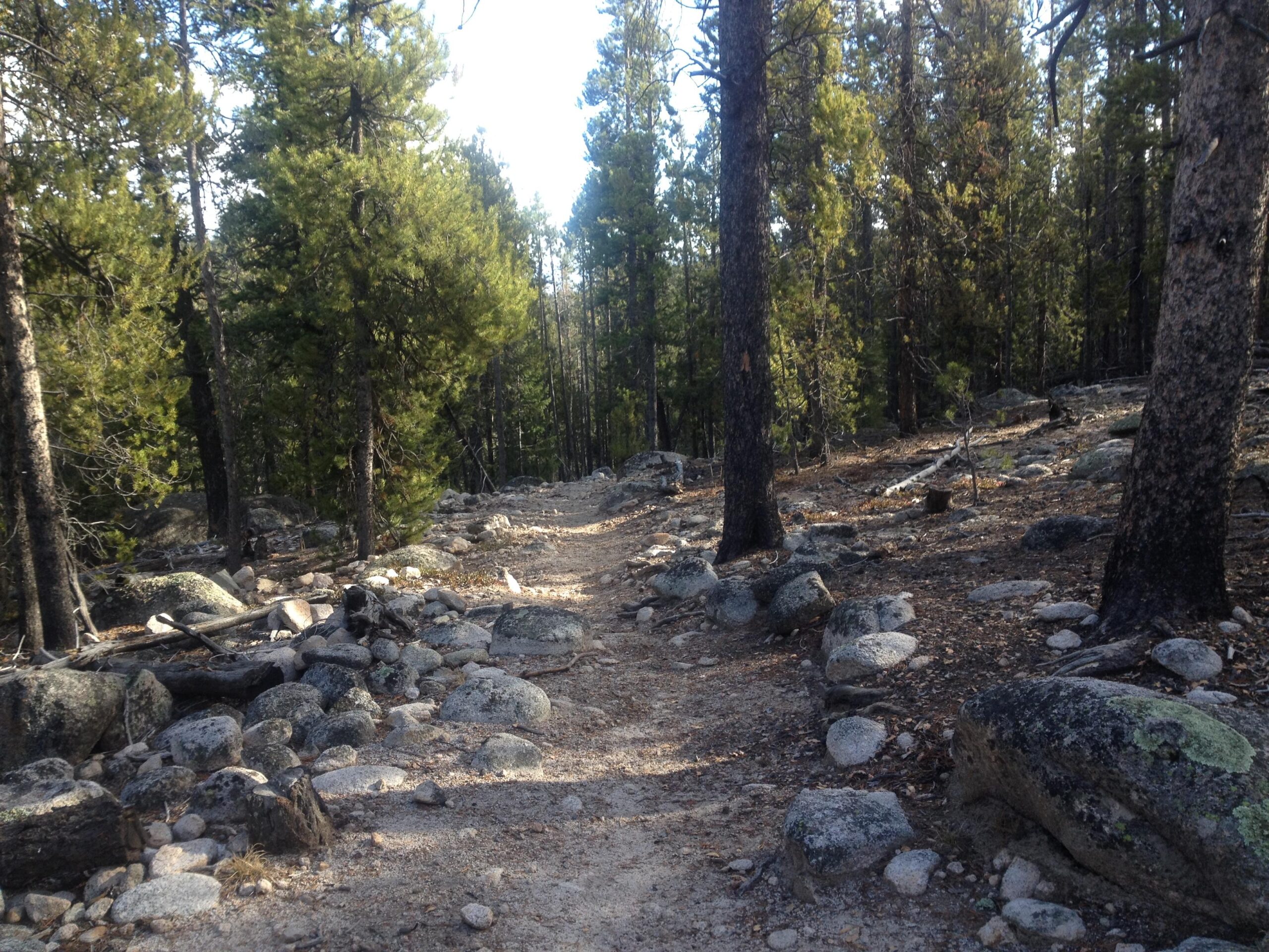 A winding dirt path through a rocky forest, surrounded by tall, green trees under a bright sky. The trail is lined with large stones and scattered branches, inviting exploration in a natural setting. Colorado Trail: Mt. Shavano thd to Chalk Creek thd mountain bike trail.