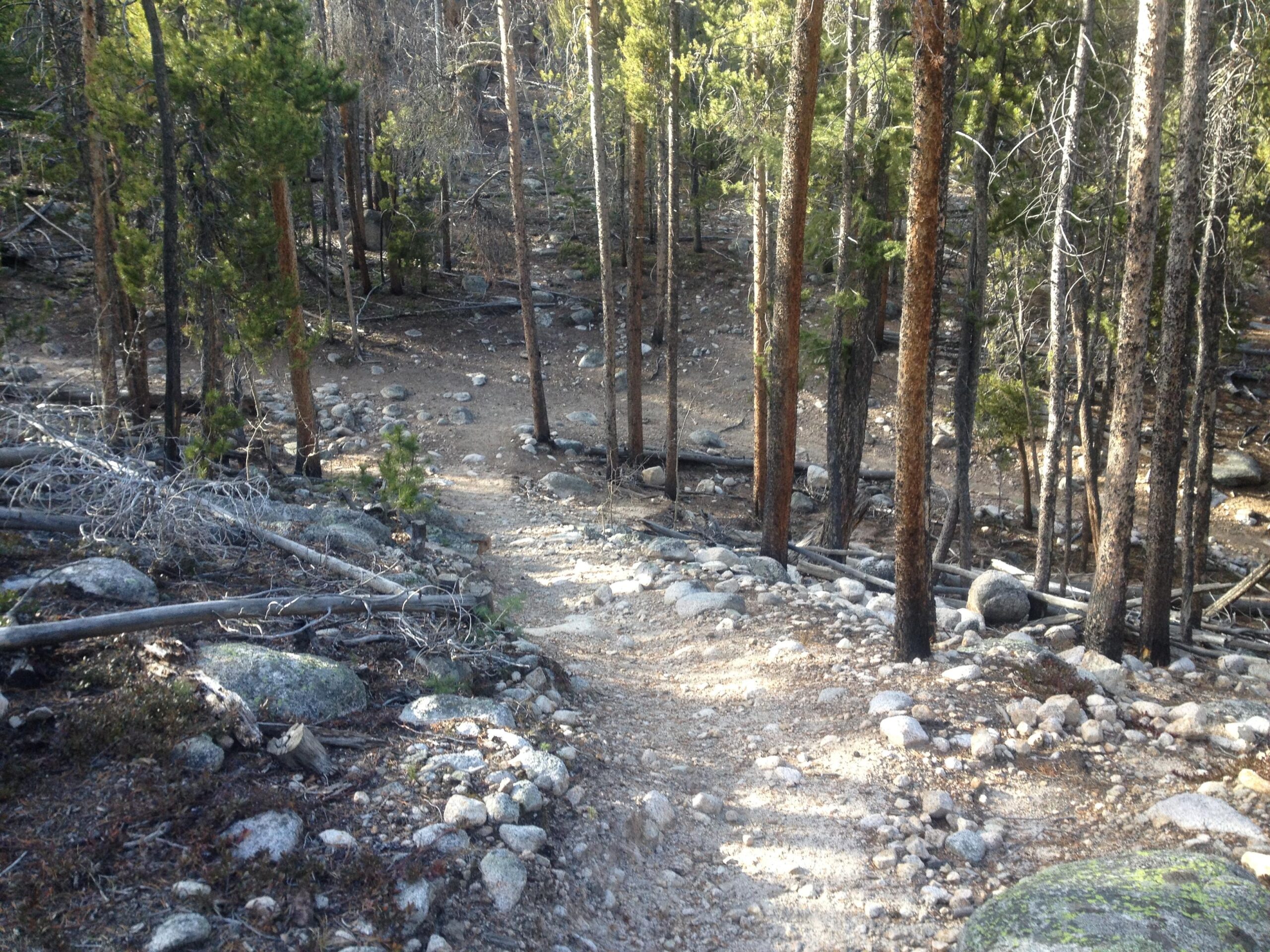 A winding dirt path leading through a forest, surrounded by tall pine trees and scattered rocks. The ground is uneven with a mix of soil, stones, and fallen branches, indicating a natural and rugged outdoor environment. The scene appears tranquil and is likely part of a hiking trail. Colorado Trail: Mt. Shavano thd to Chalk Creek thd mountain bike trail.