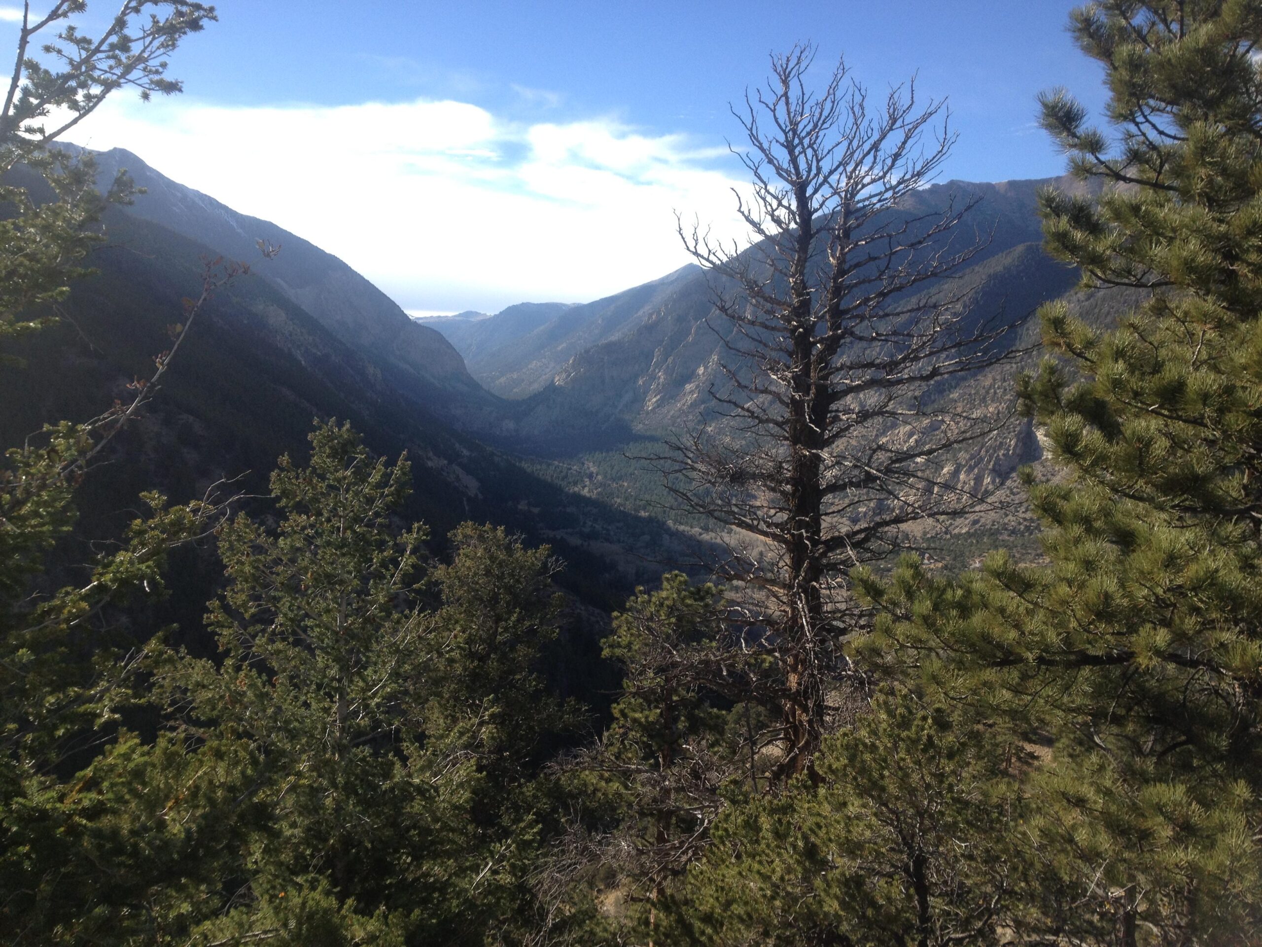 A panoramic view of a mountainous landscape featuring a deep valley surrounded by rugged mountains. In the foreground, a mix of evergreen trees with one prominently dry and bare tree stands out. The sky is mostly clear with a few clouds, and the sunlight casts a warm glow over the greenery and rocky terrain below. Colorado Trail: Mt. Shavano thd to Chalk Creek thd mountain bike trail.