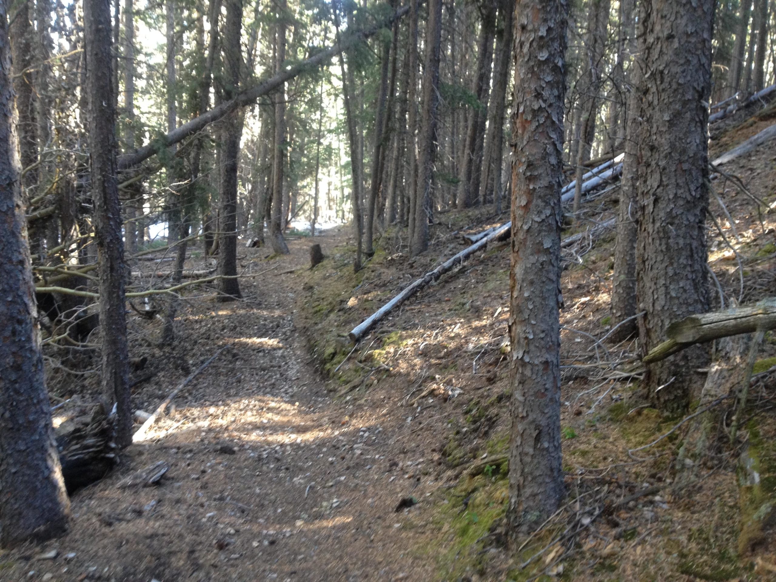 A narrow trail winding through a dense forest of tall pine trees, with scattered fallen branches and dappled sunlight filtering through the foliage. The ground is covered in a mix of dirt and pine needles, creating a natural pathway surrounded by greenery. Salt Creek Trail mountain bike trail.