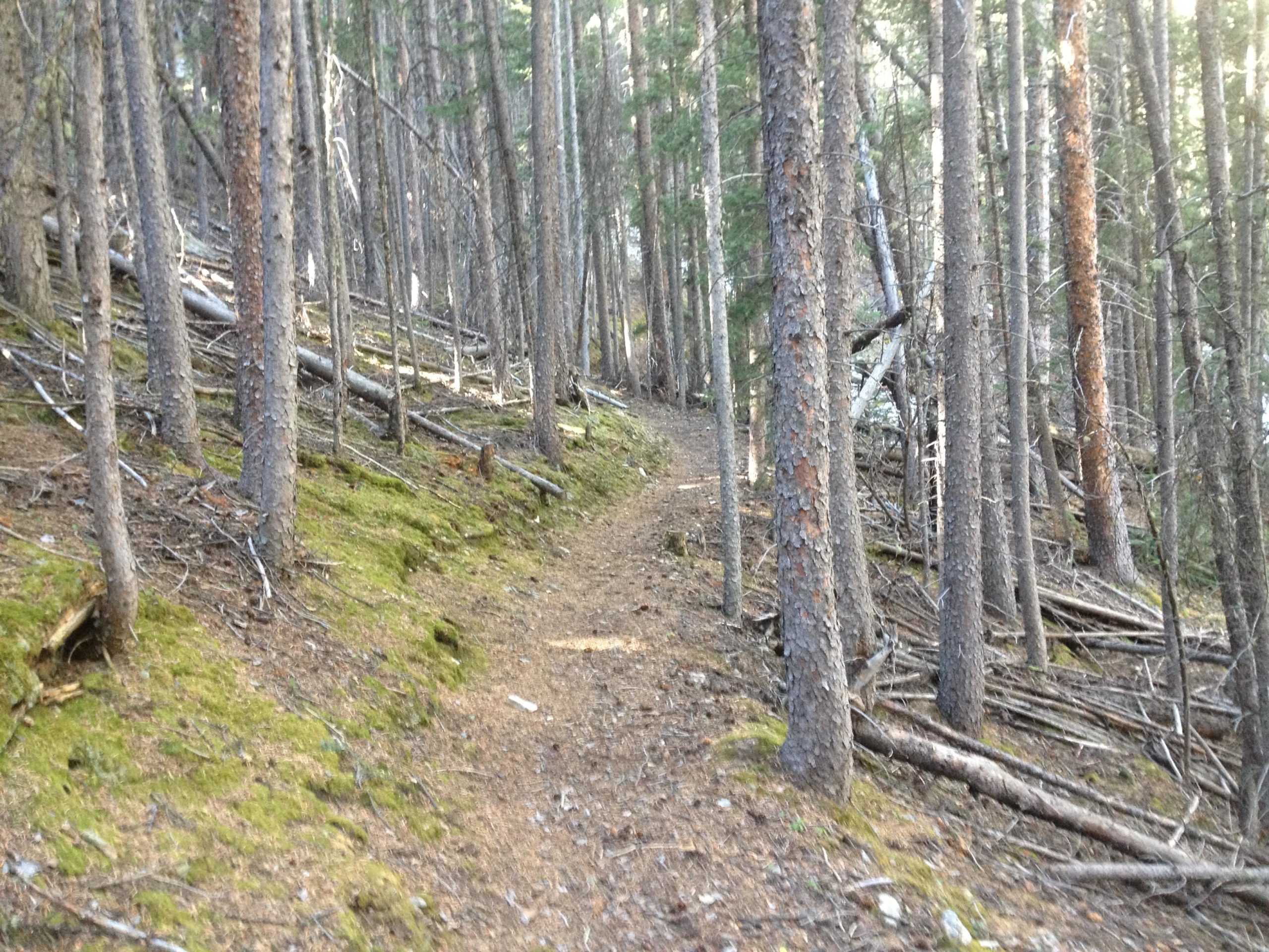 A narrow dirt trail winding through a dense forest of tall pine trees, with patches of moss and fallen branches along the sides. Sunlight filters through the trees, creating a serene and natural atmosphere. Salt Creek Trail mountain bike trail.